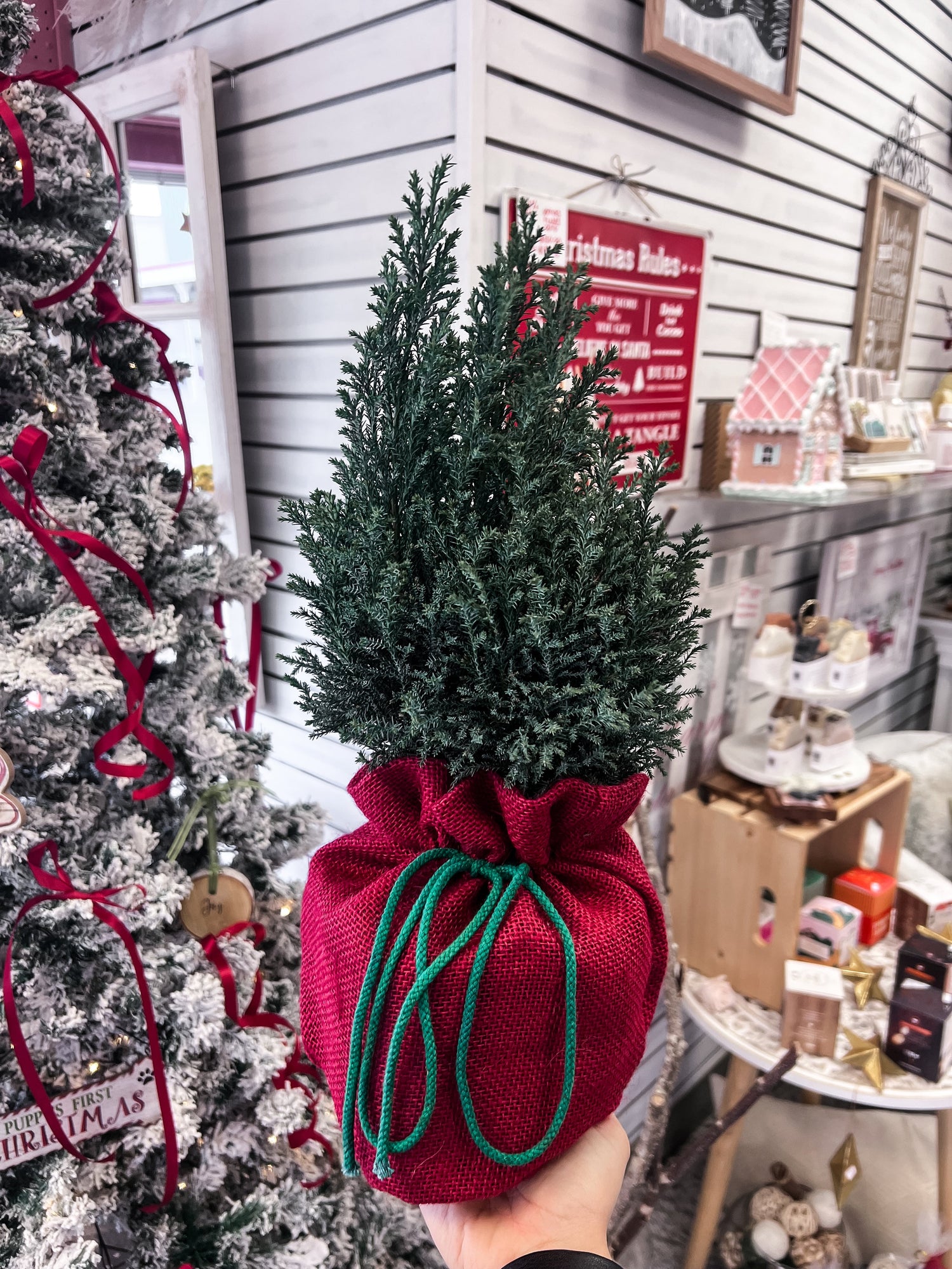 Christmas/Holiday Plants