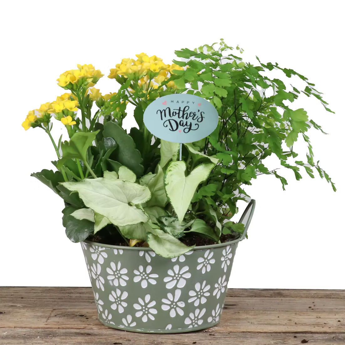 Daisy Delight Planter