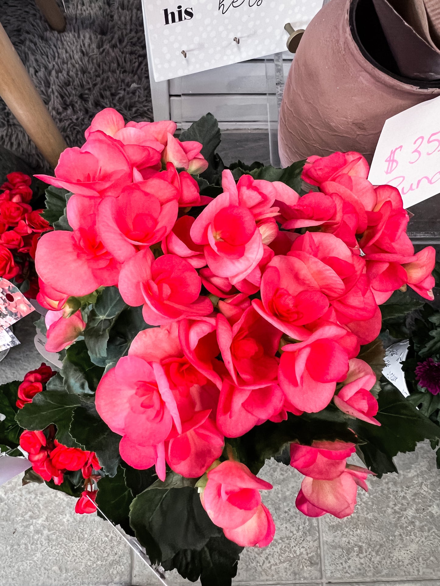 Reiger Begonia