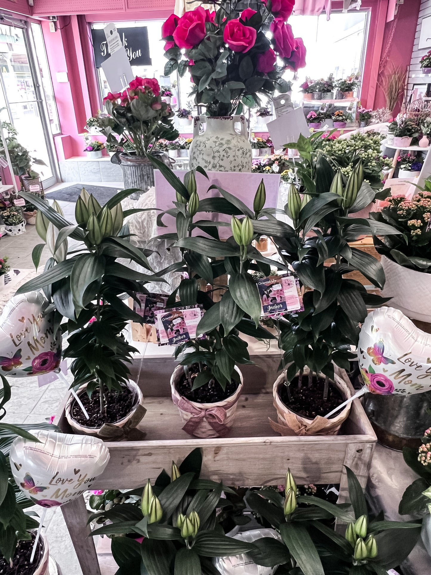 Oriental Lily Plant