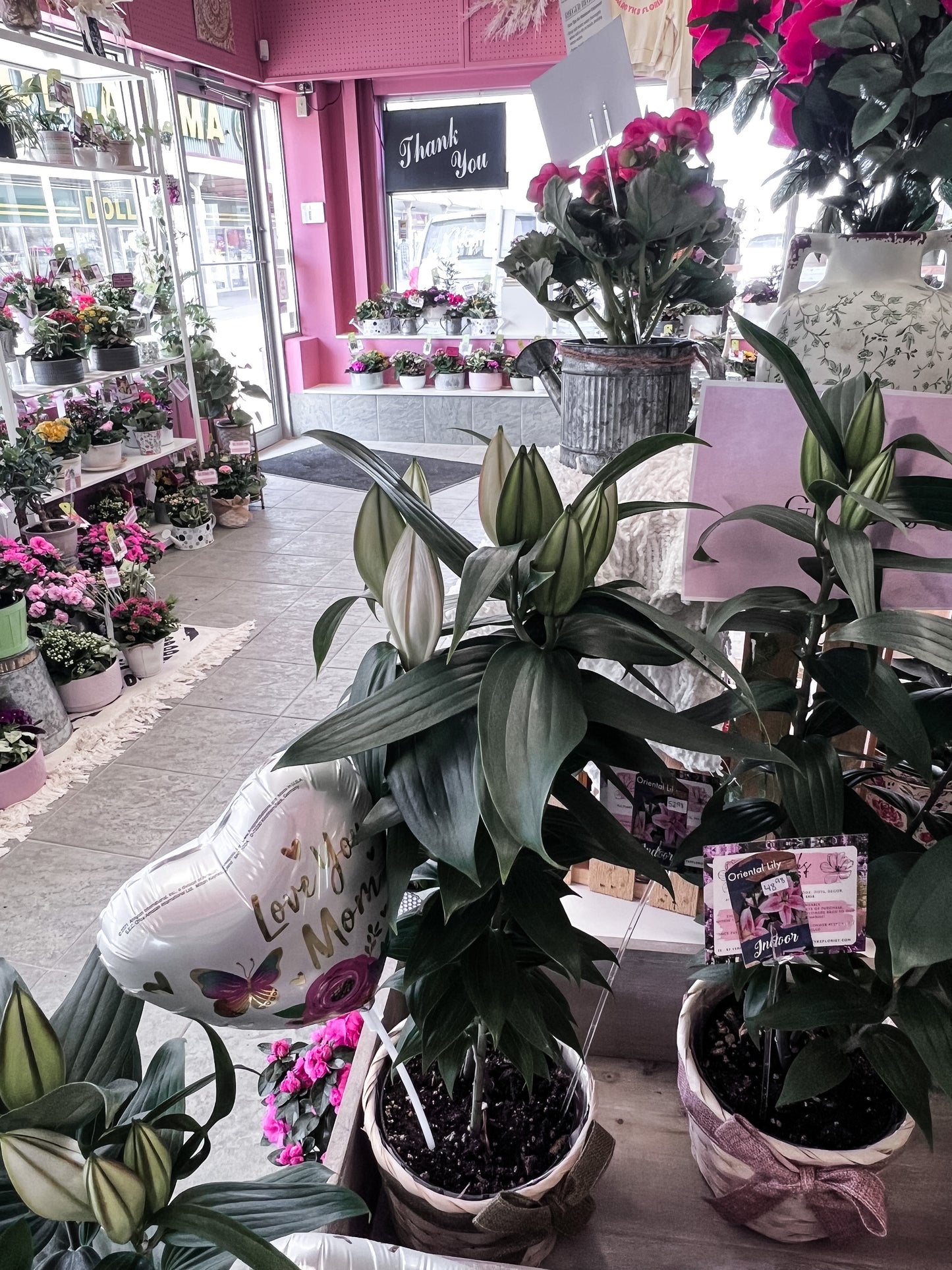 Oriental Lily Plant
