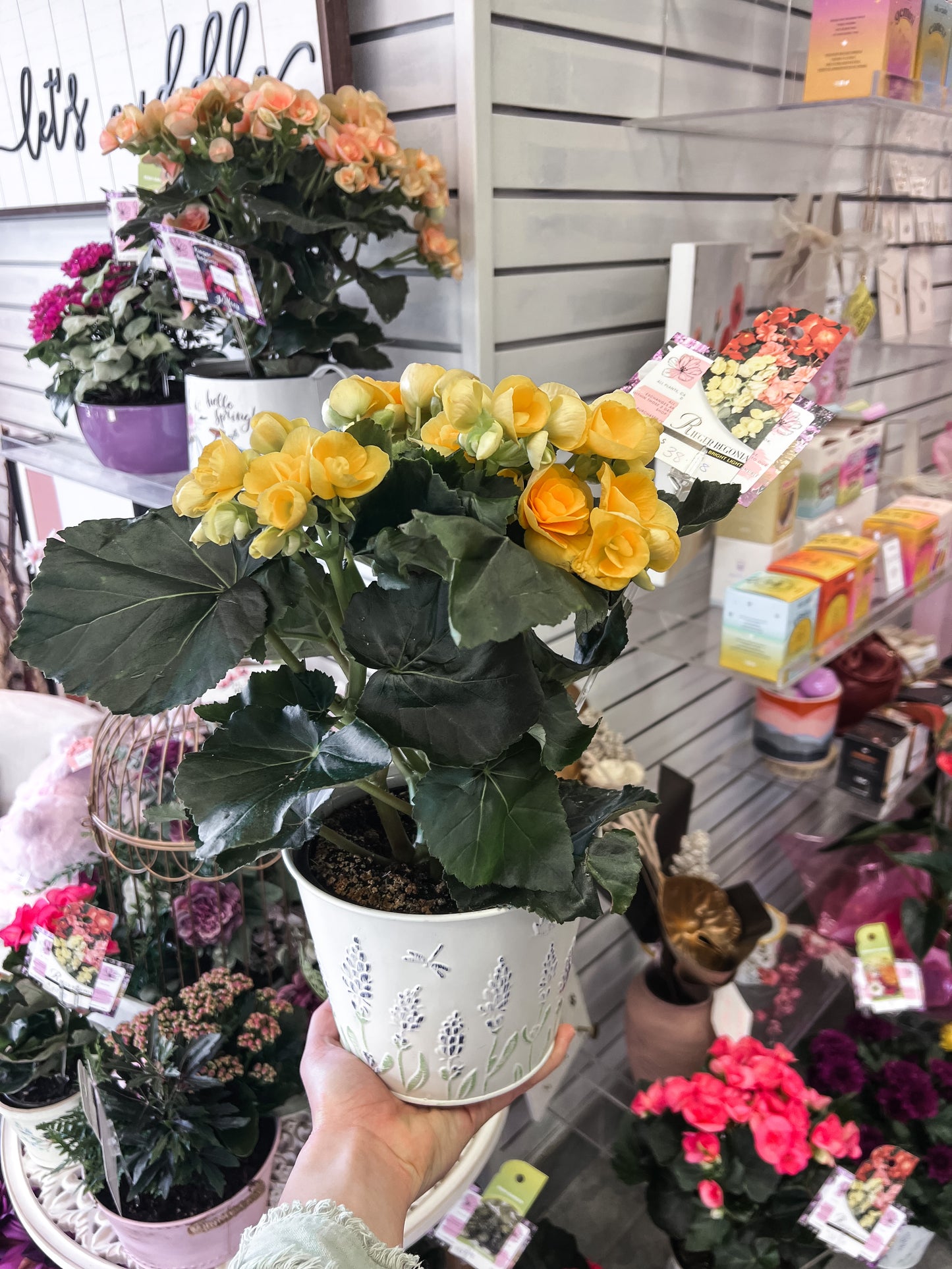 Reiger Begonia