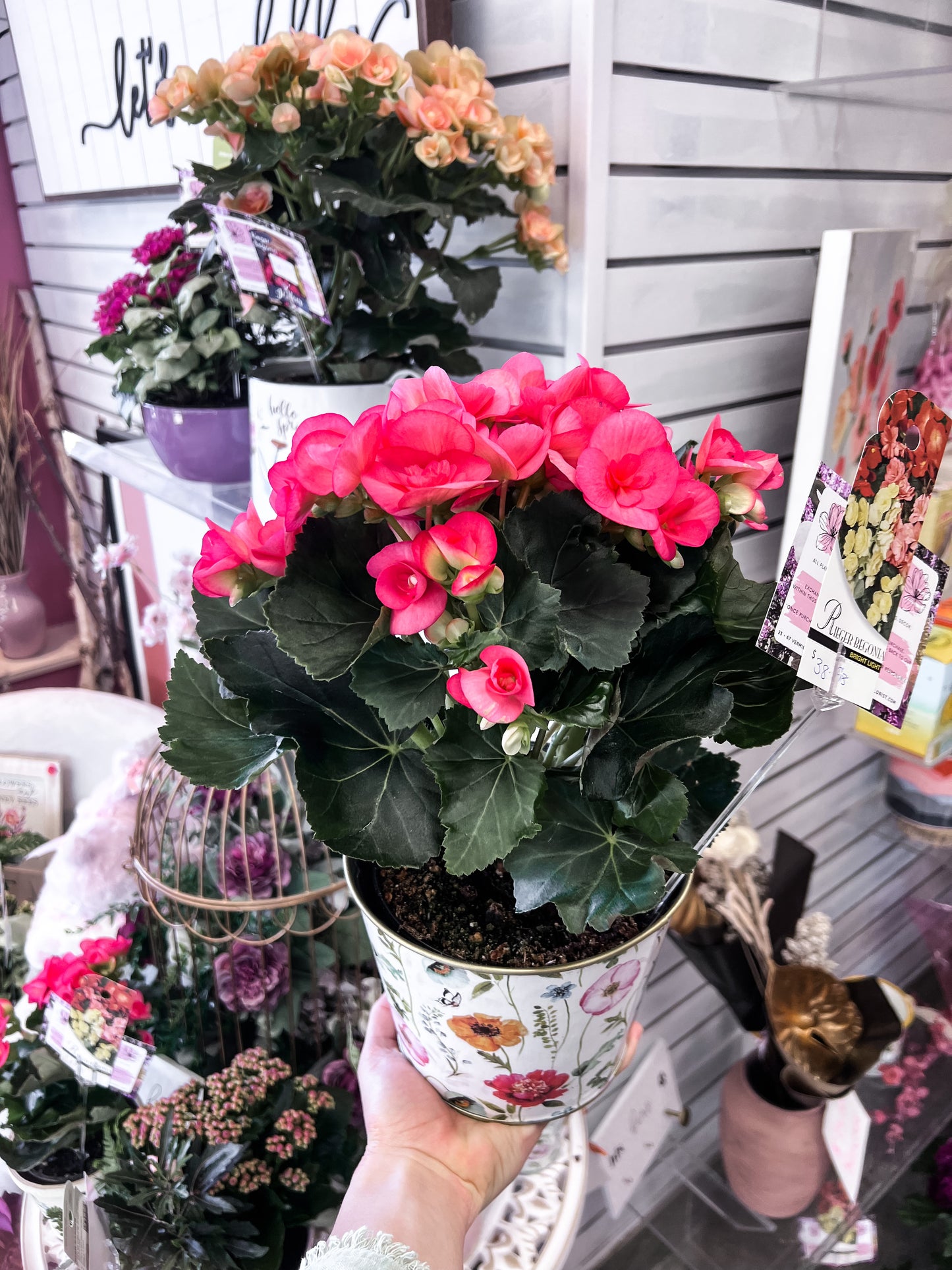 Reiger Begonia