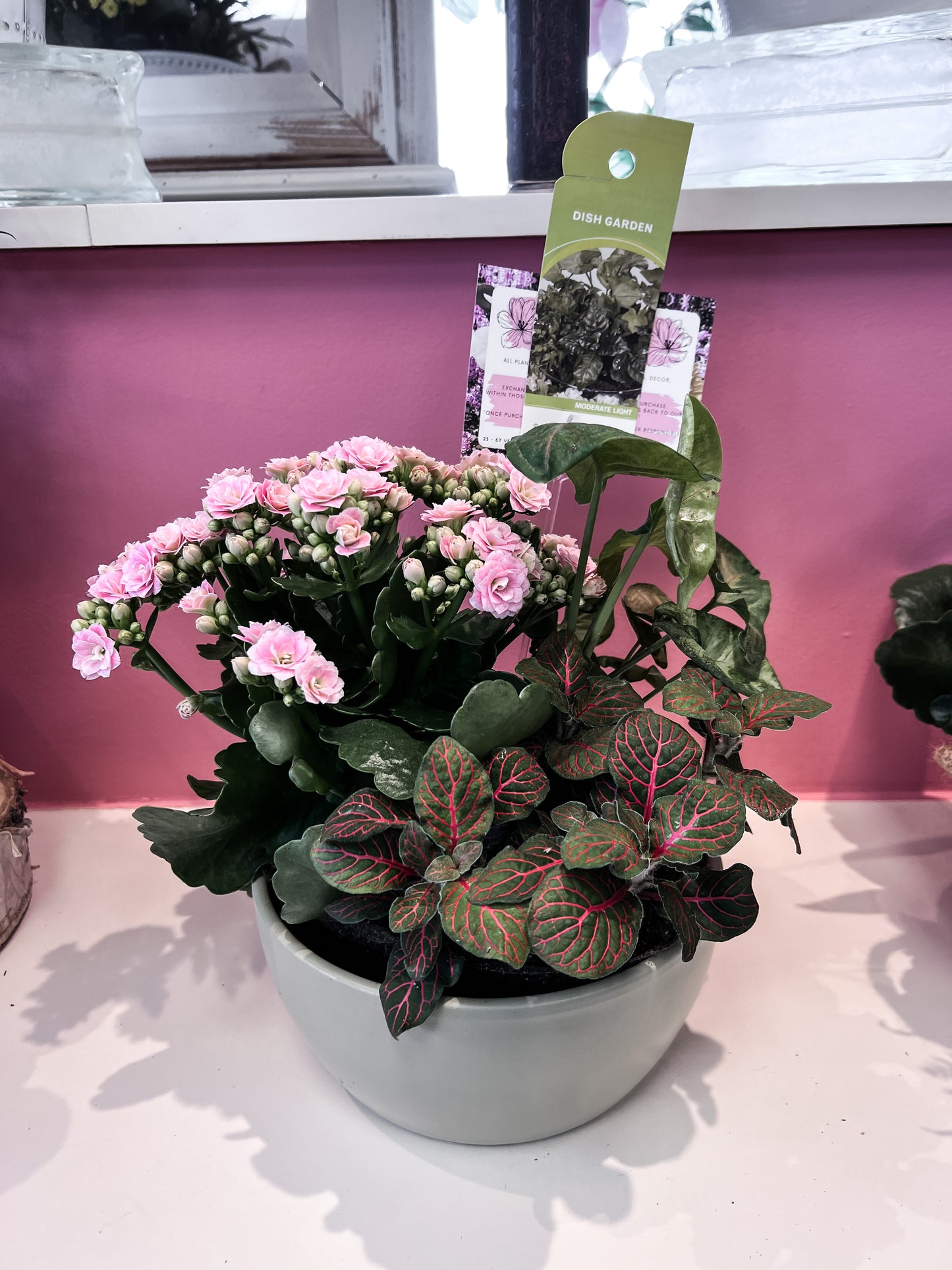 Lana dish garden