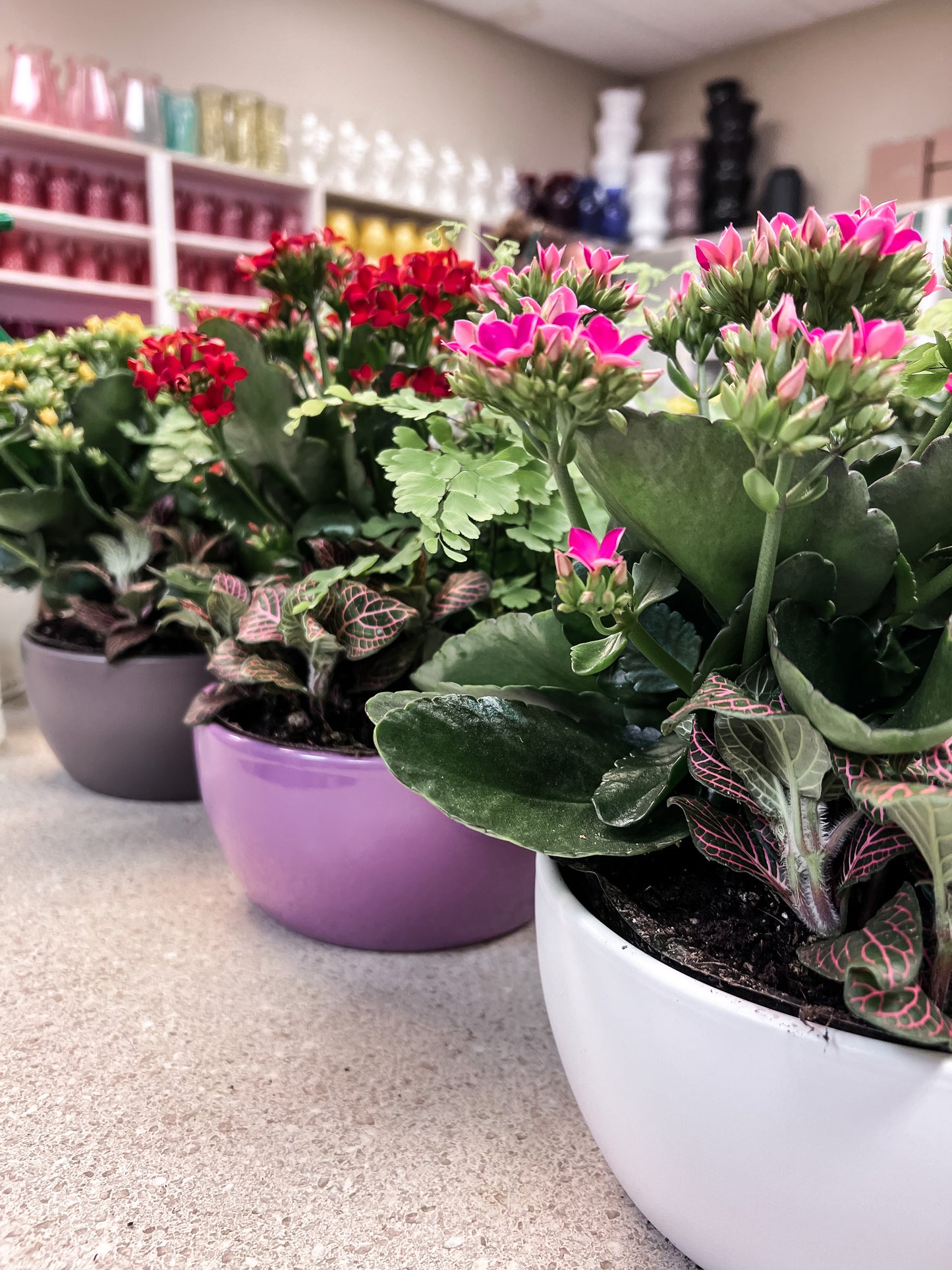 Lana dish garden