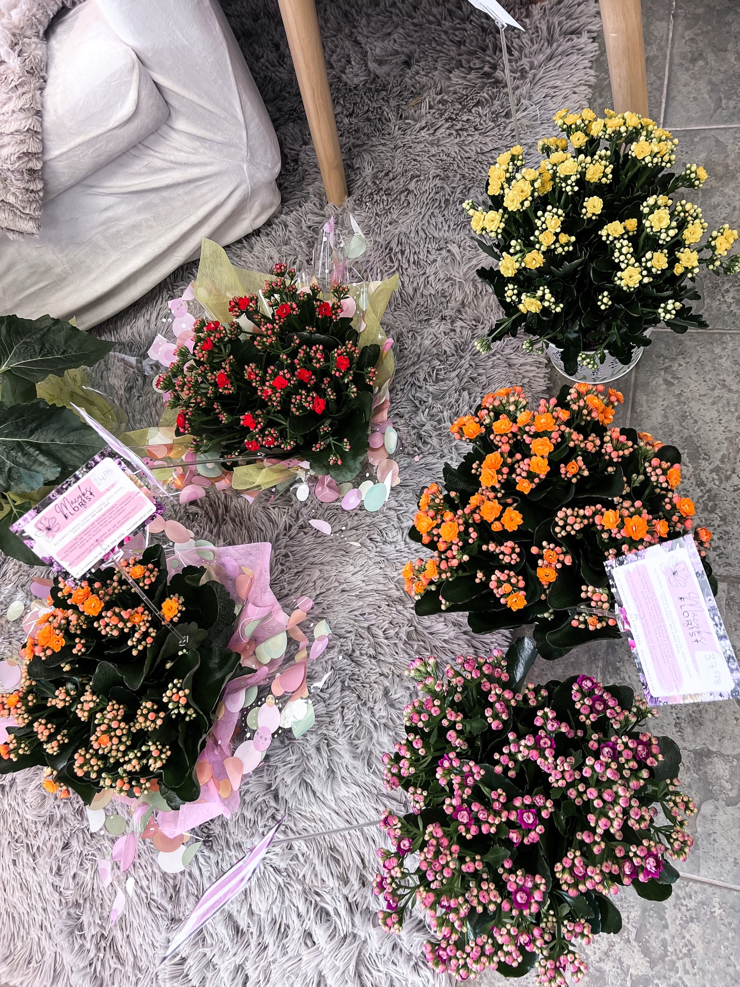 Kalanchoe Plant