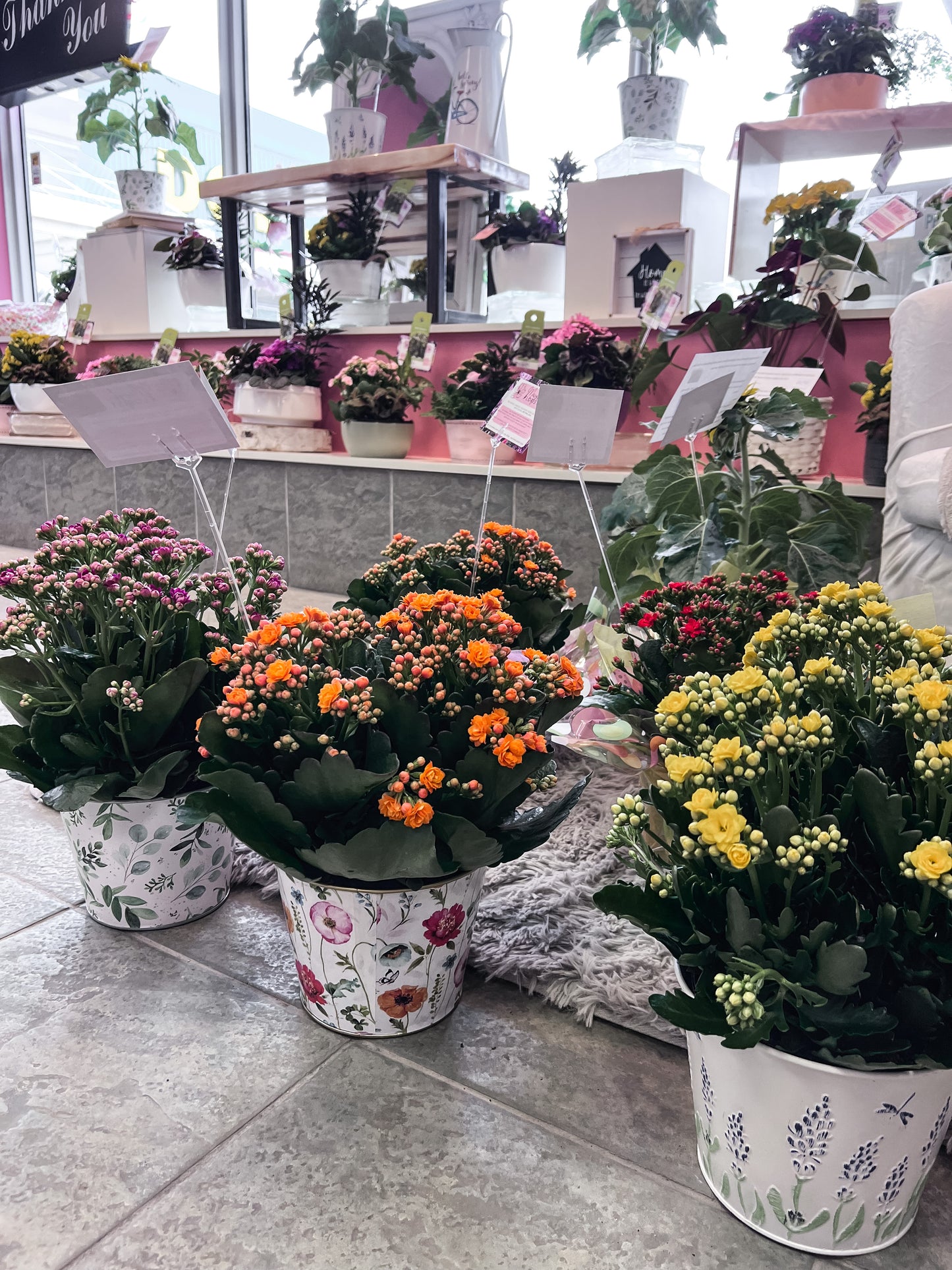 Kalanchoe Plant