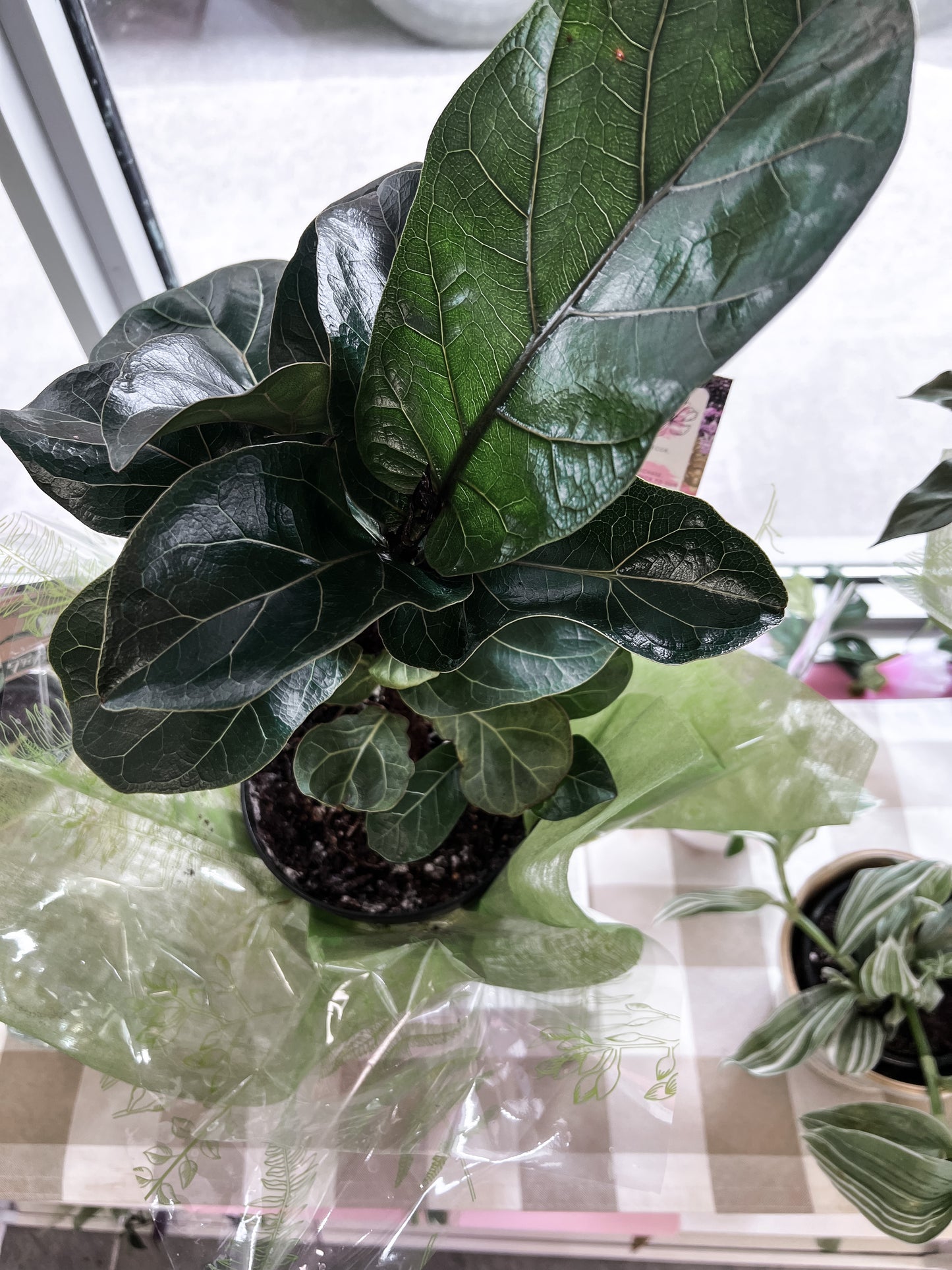 6" Fiddle Leaf Plant