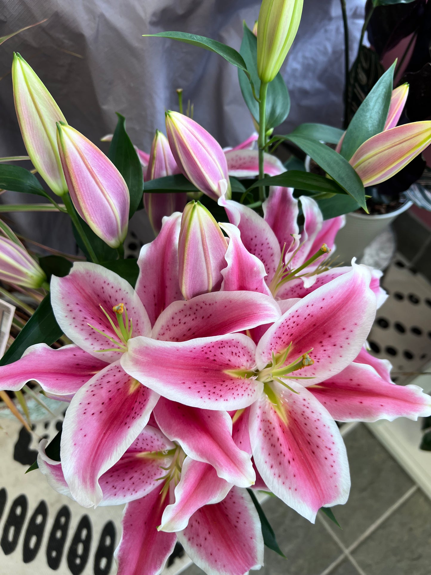 Oriental Lily Plant