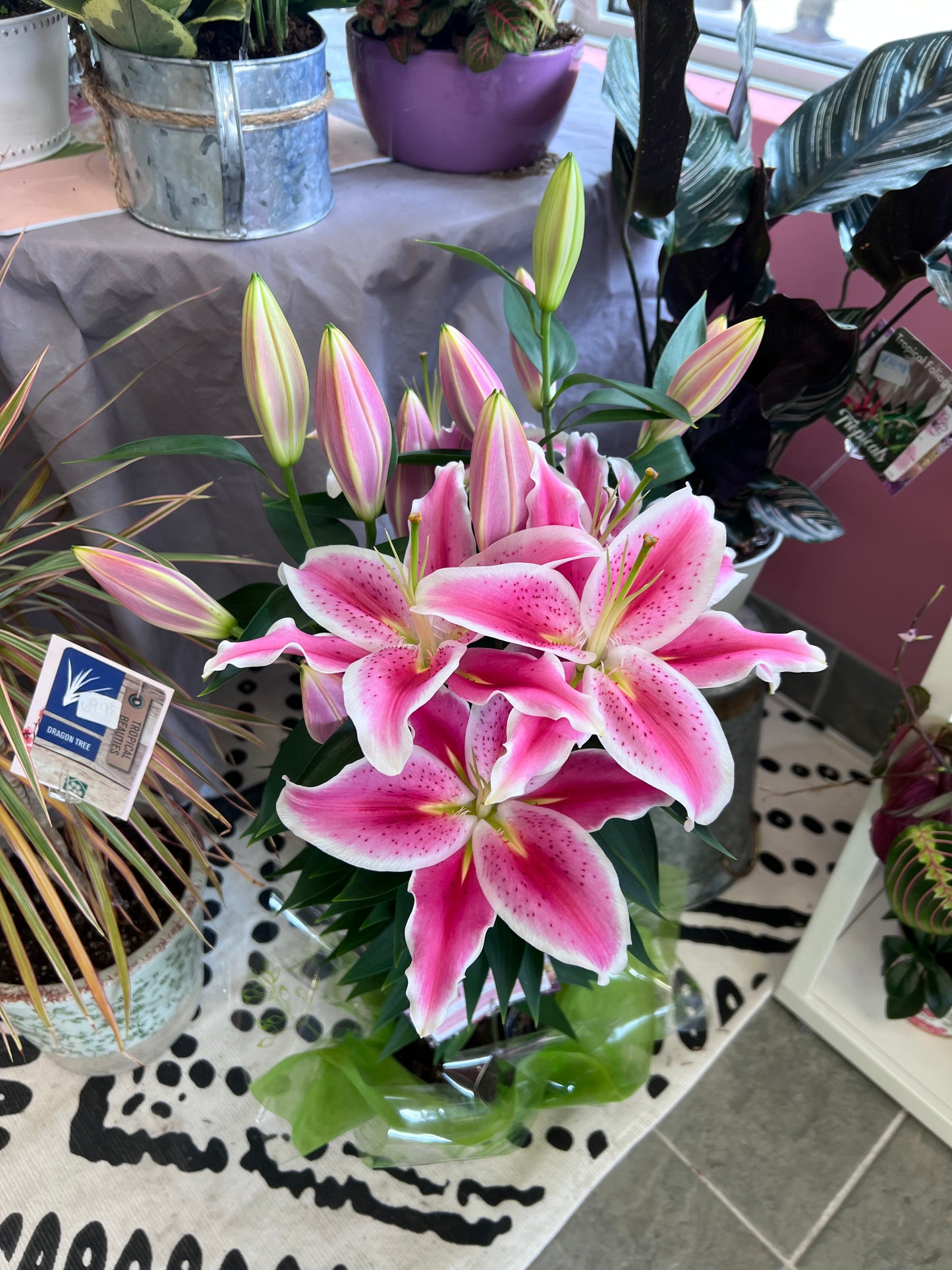 Oriental Lily Plant