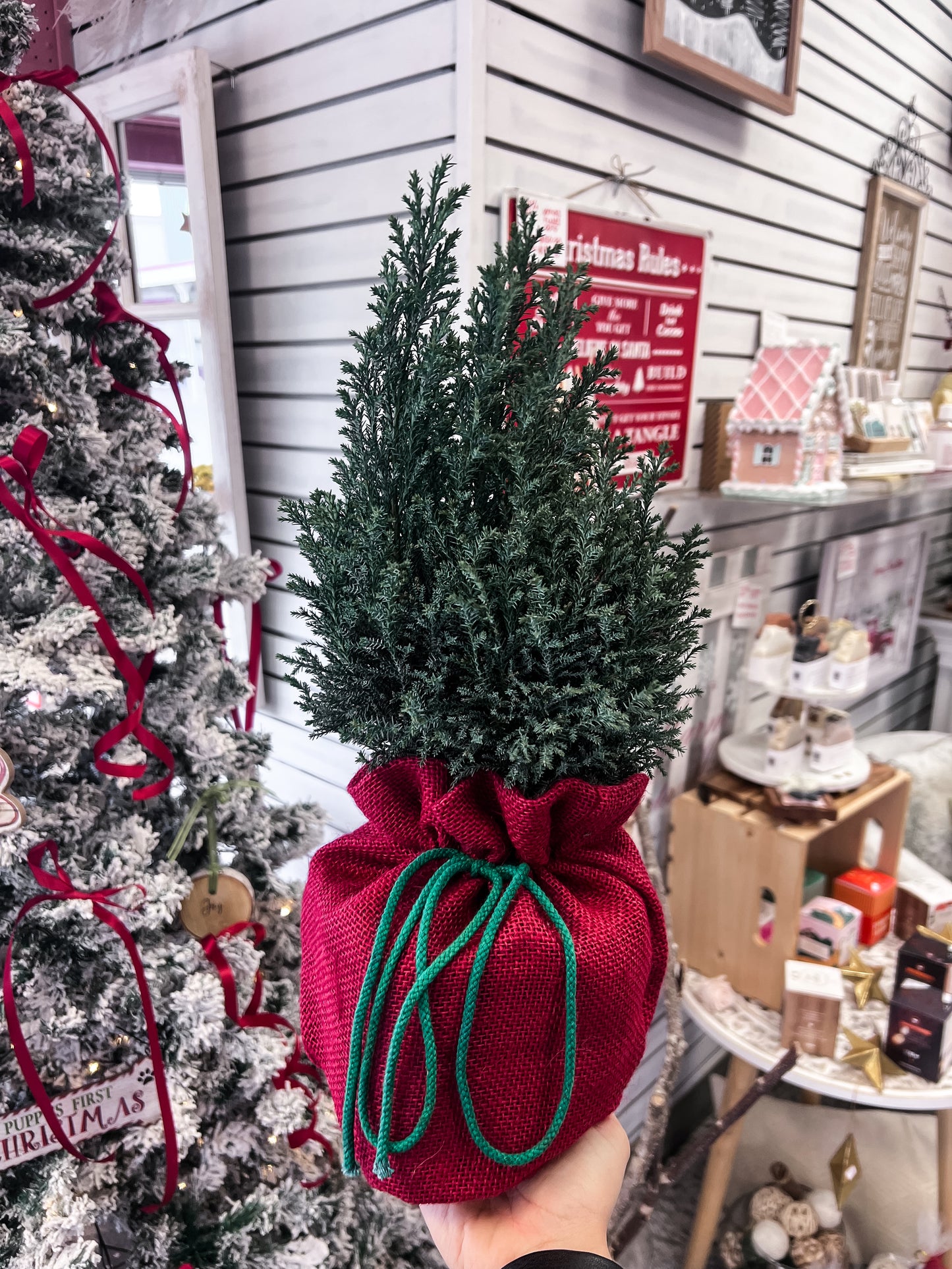 Holiday Spruce Tree