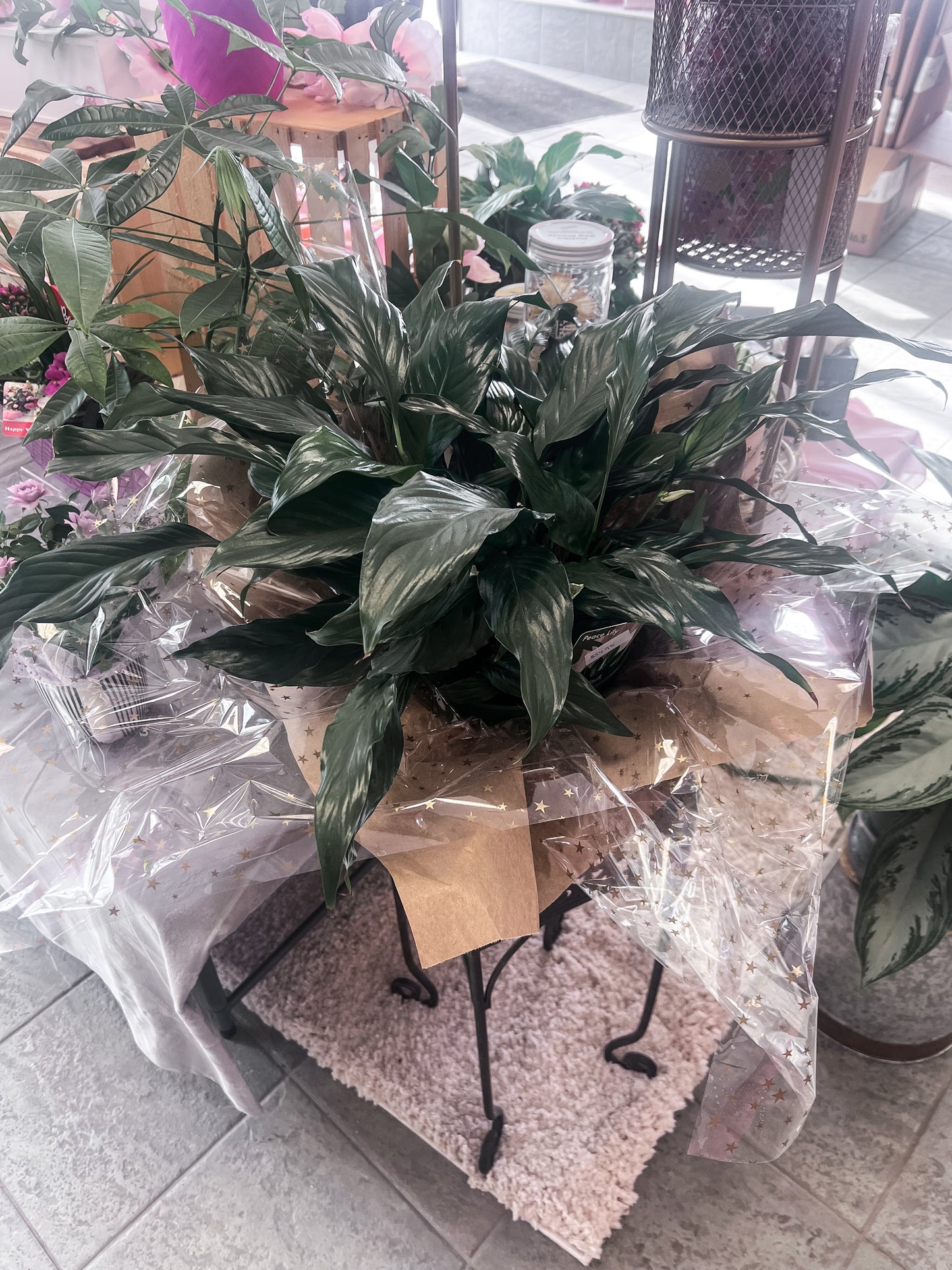 8" Peace Lily Plant