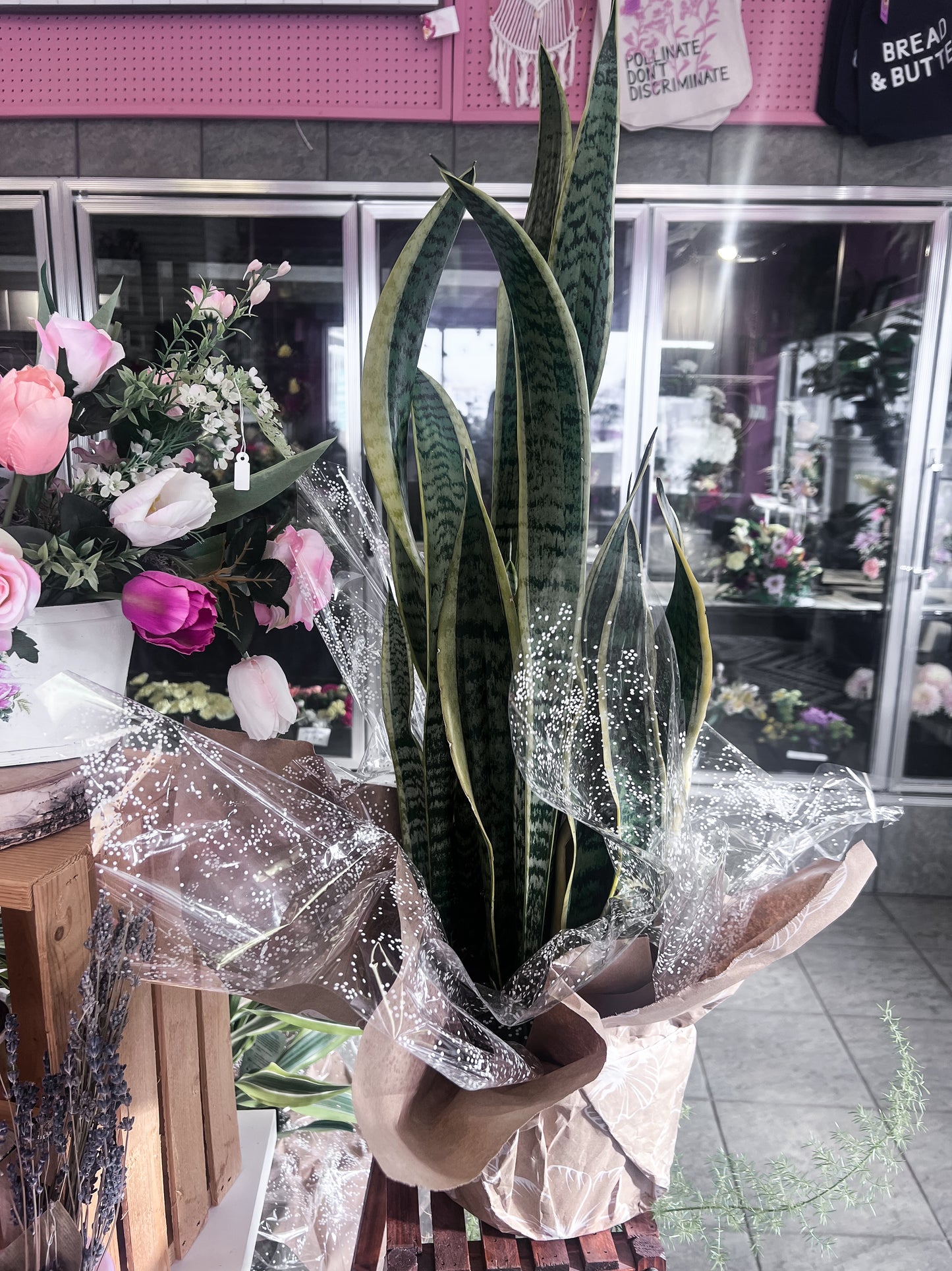 10" Snake Plant