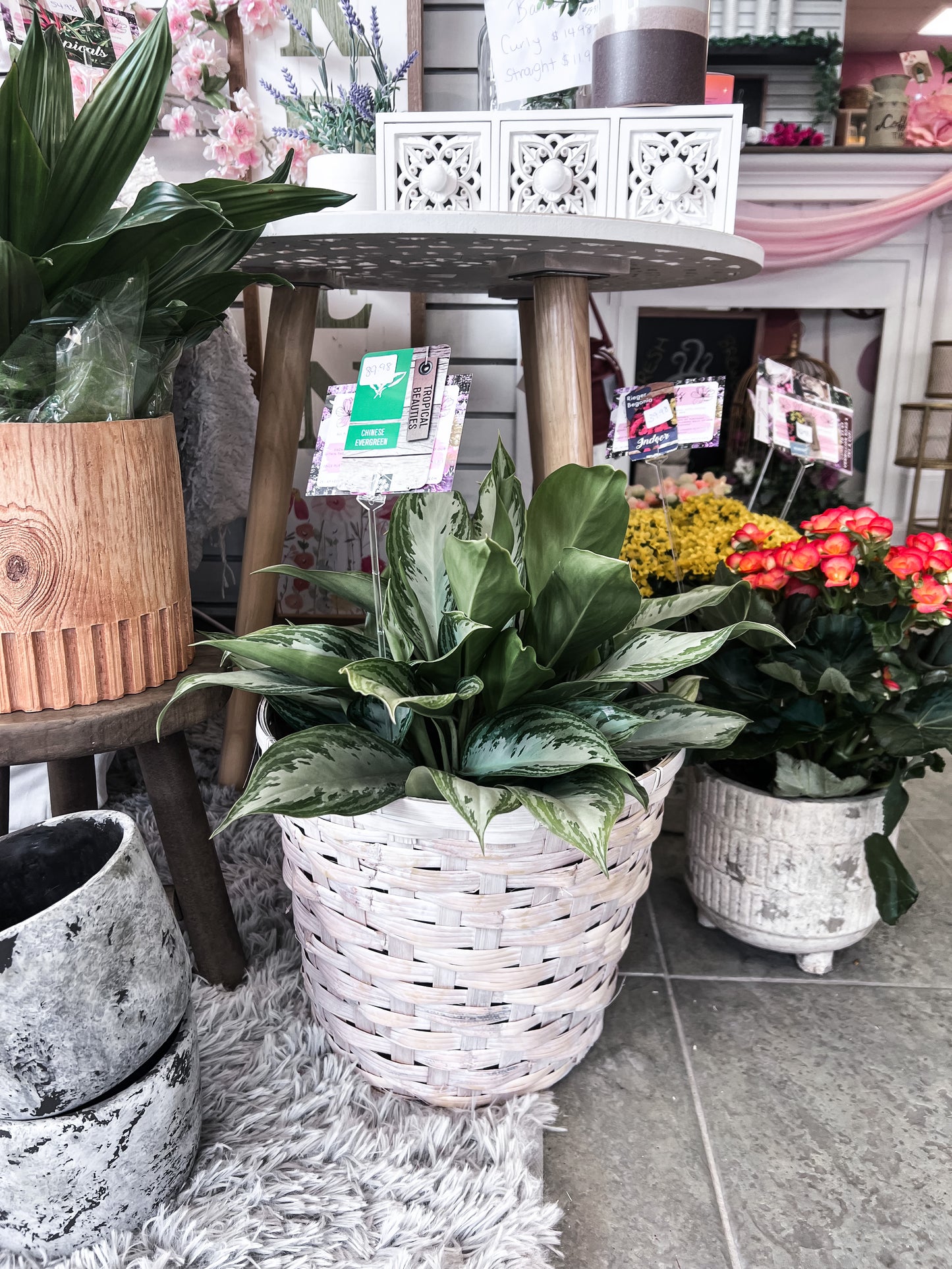 Chinese Evergreen