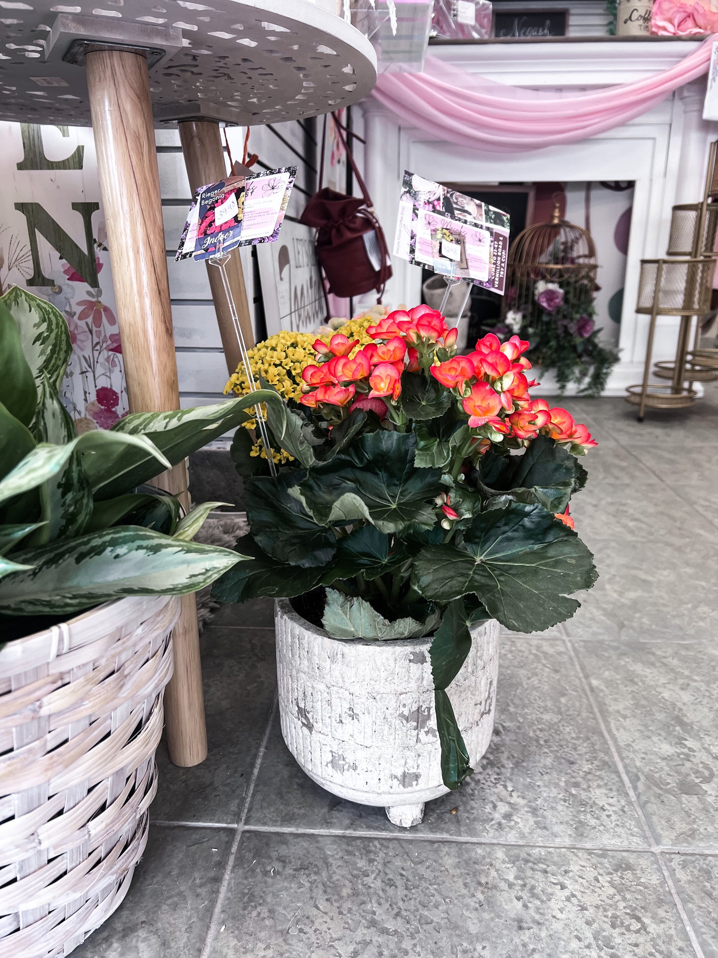 Reiger Begonia