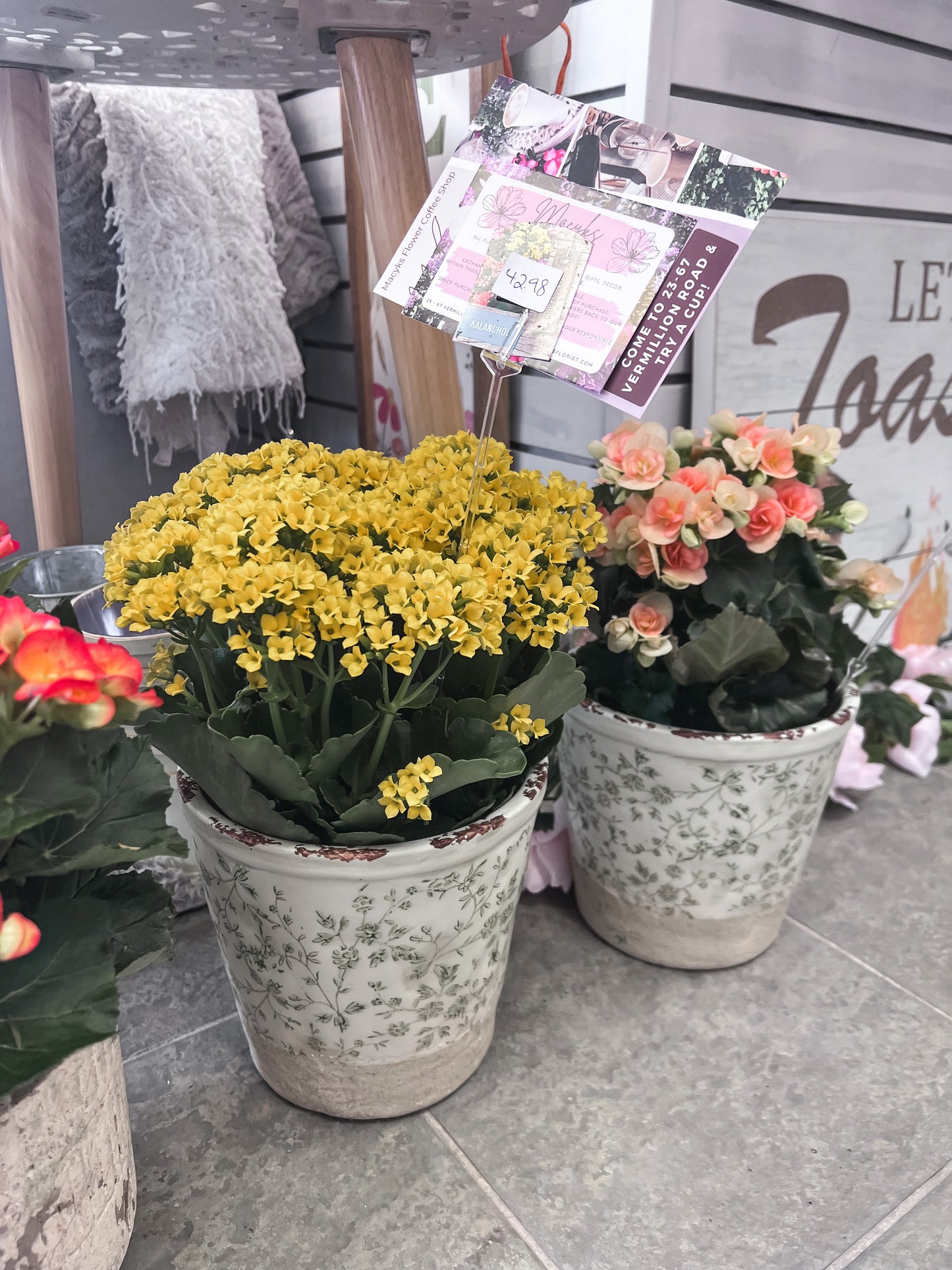 Kalanchoe Plant