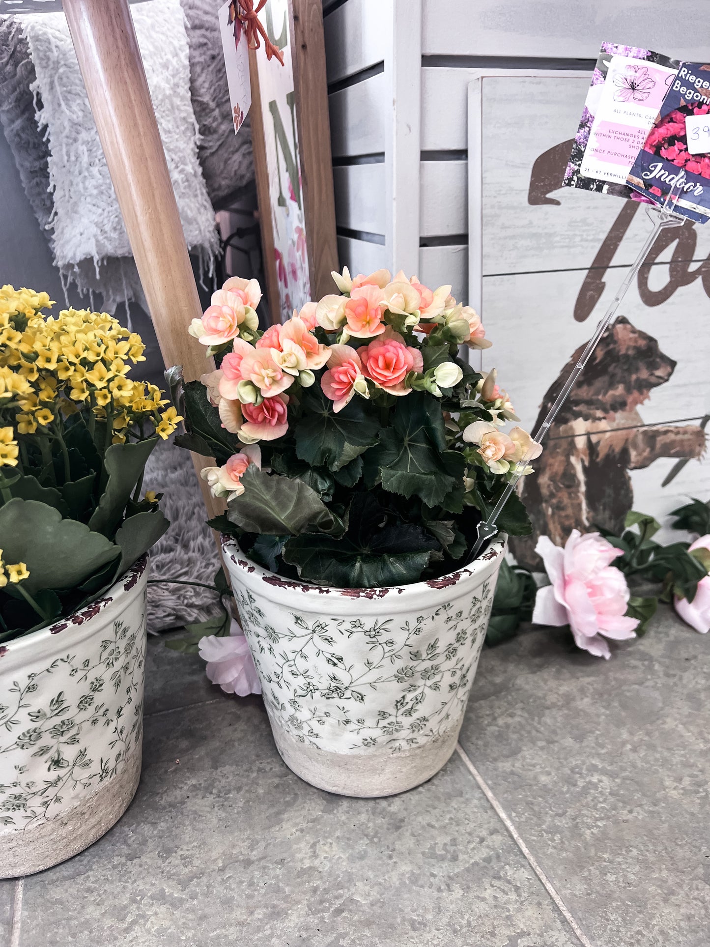 Reiger Begonia