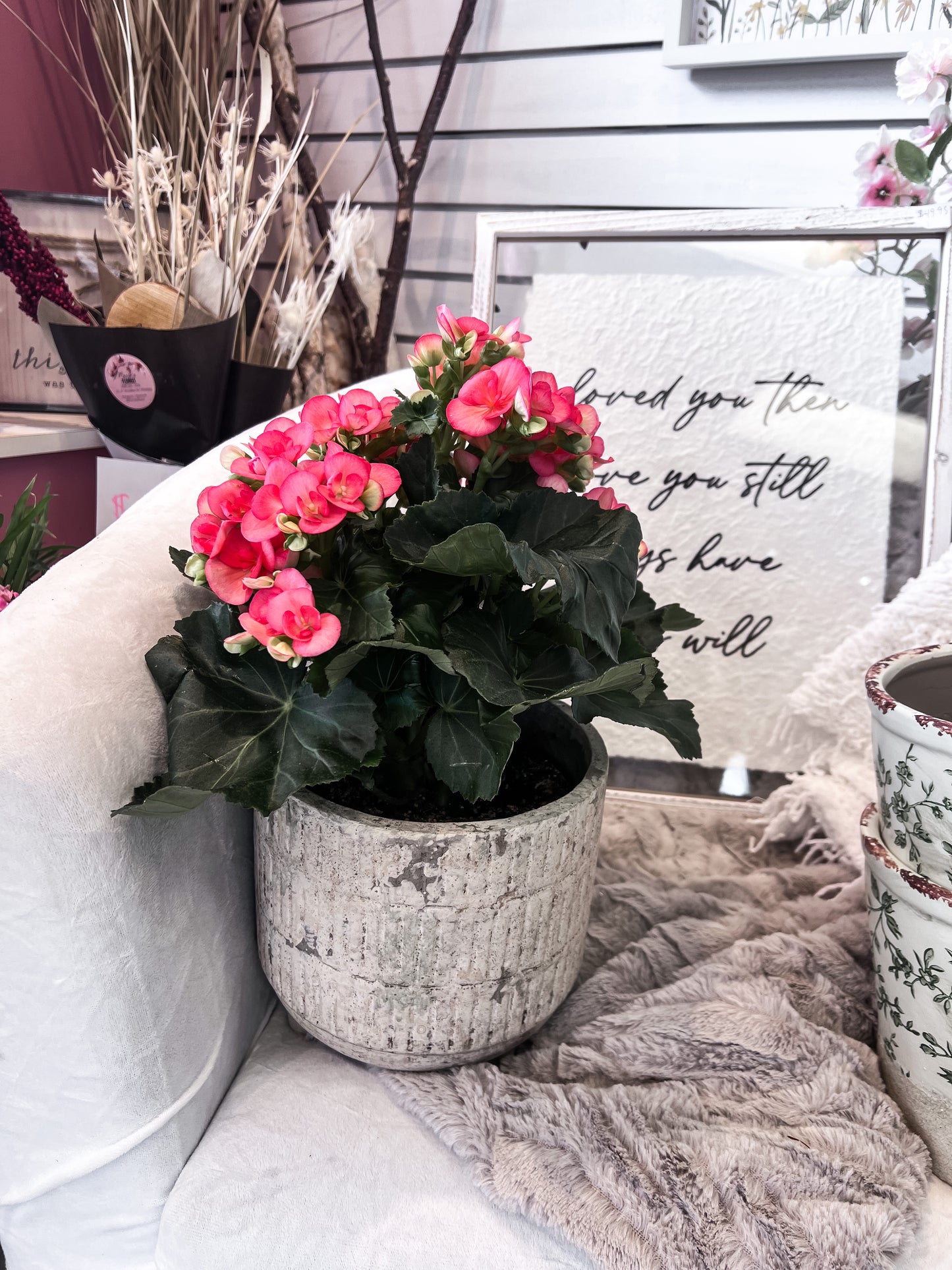 Reiger Begonia