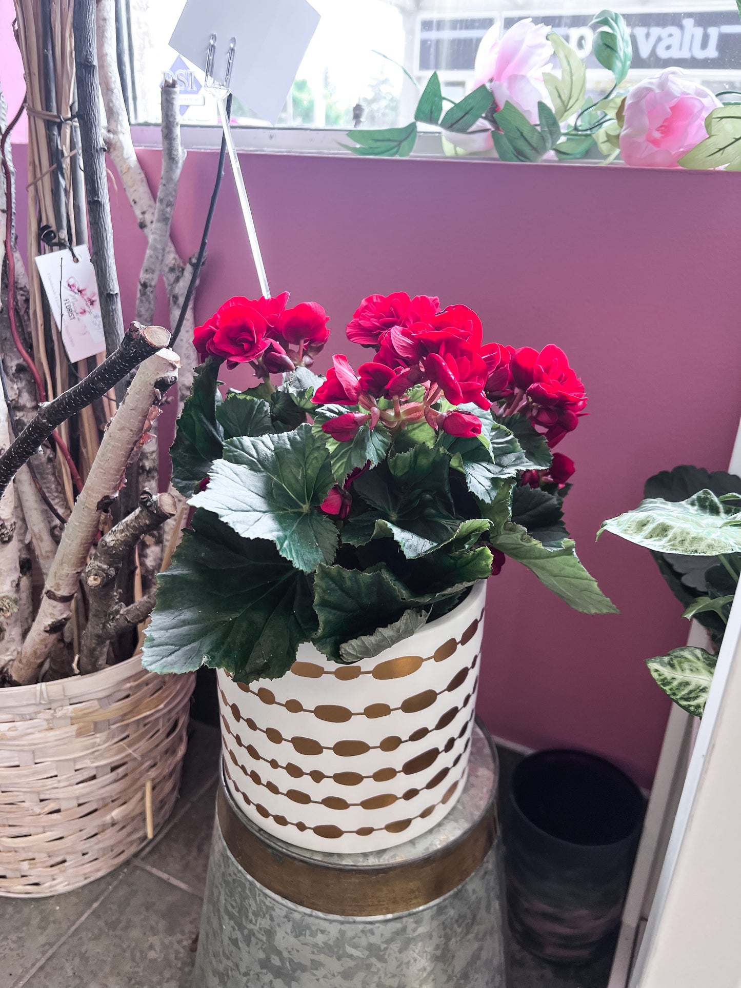 Reiger Begonia