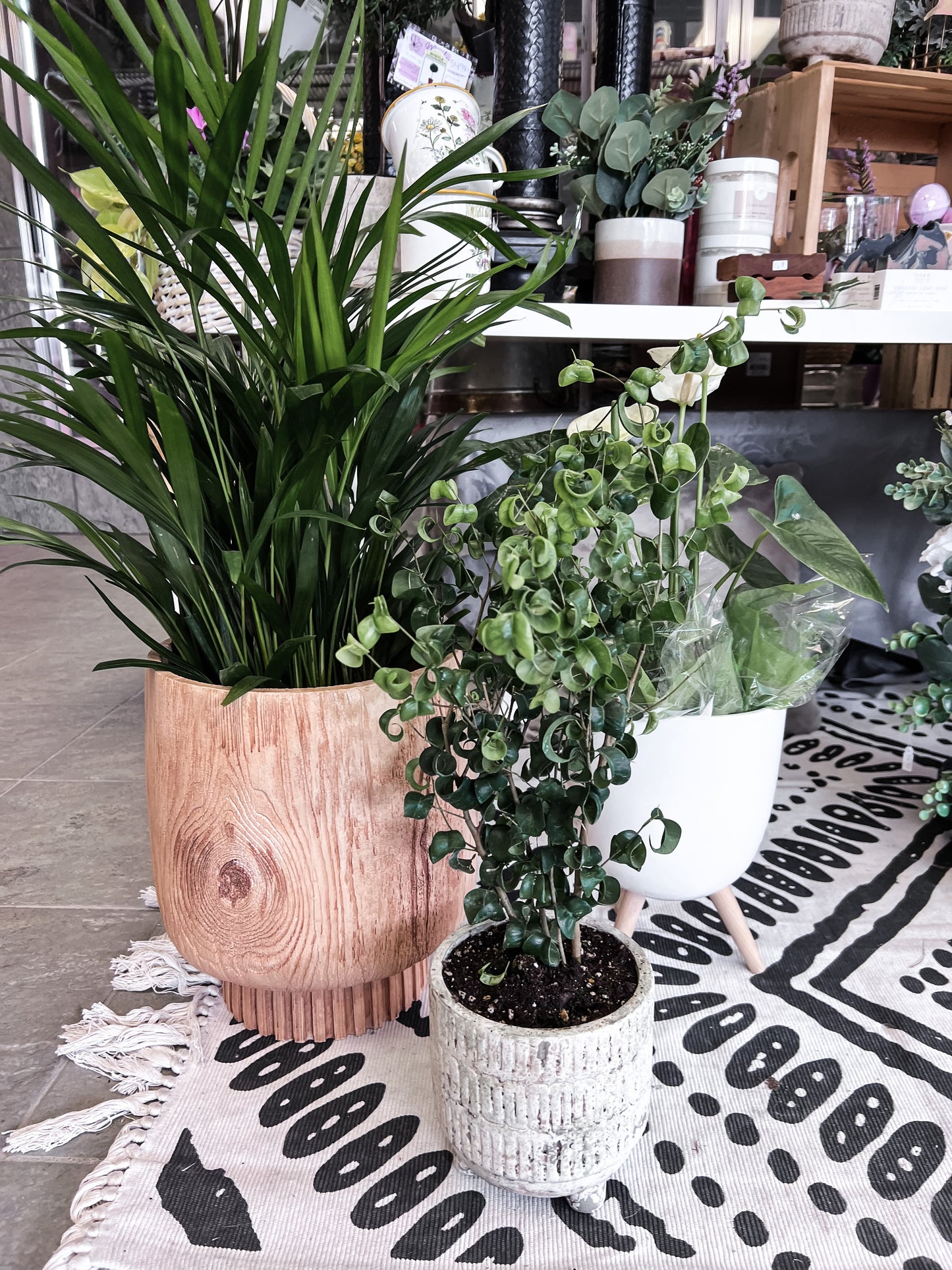 10" Areca Palm Plants