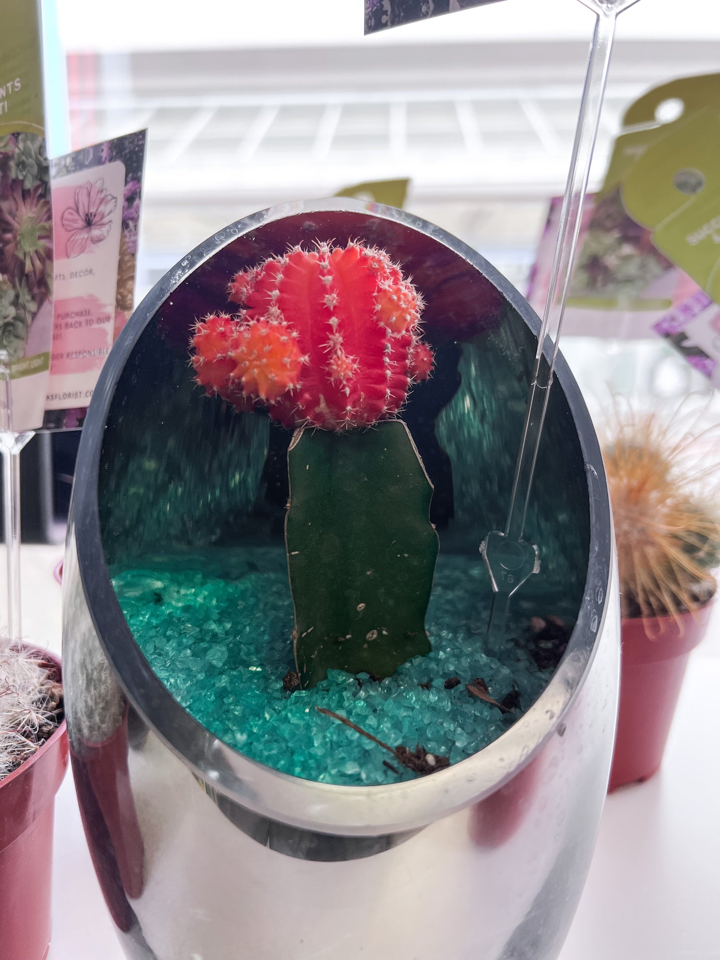 4" Coloured Cacti!