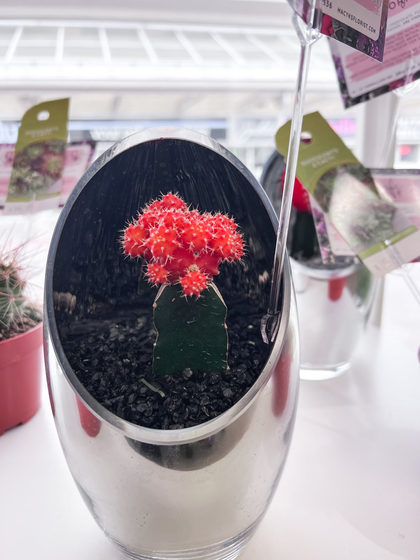 4" Coloured Cacti!