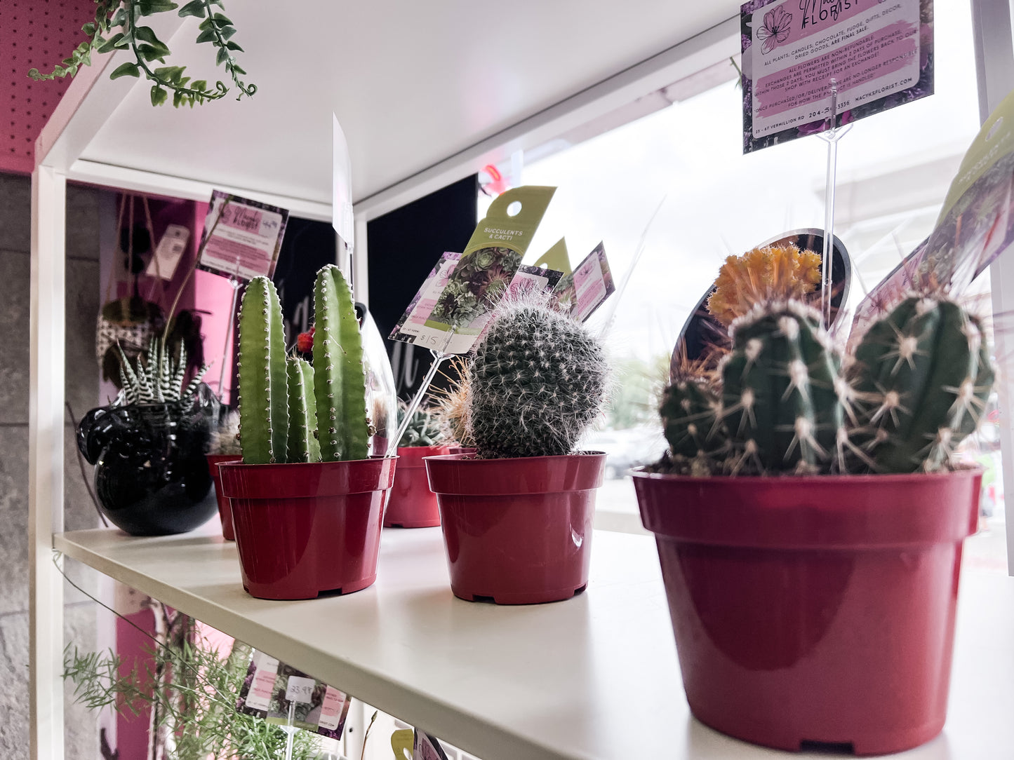 4" Cacti
