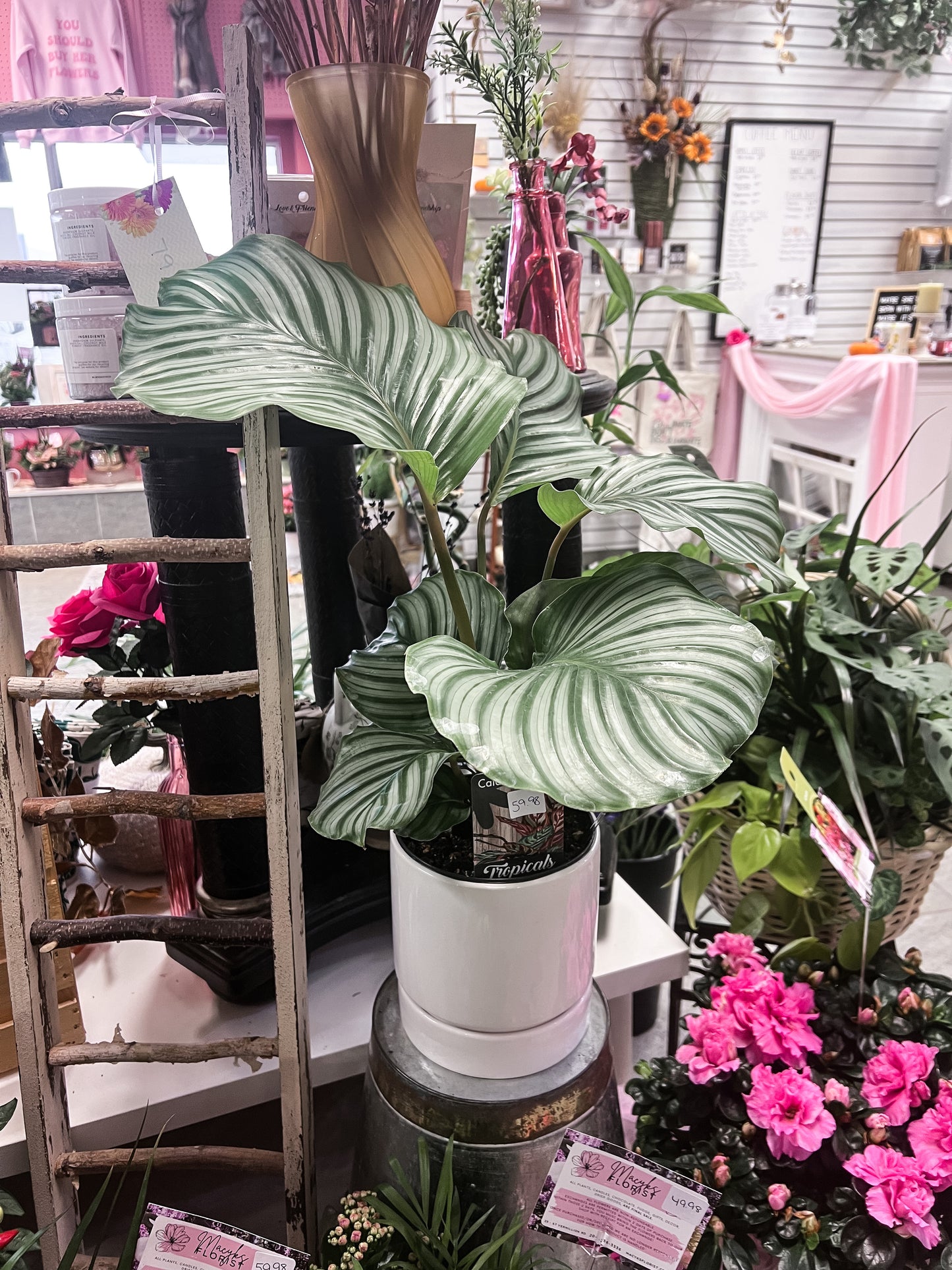 Calathea Plant