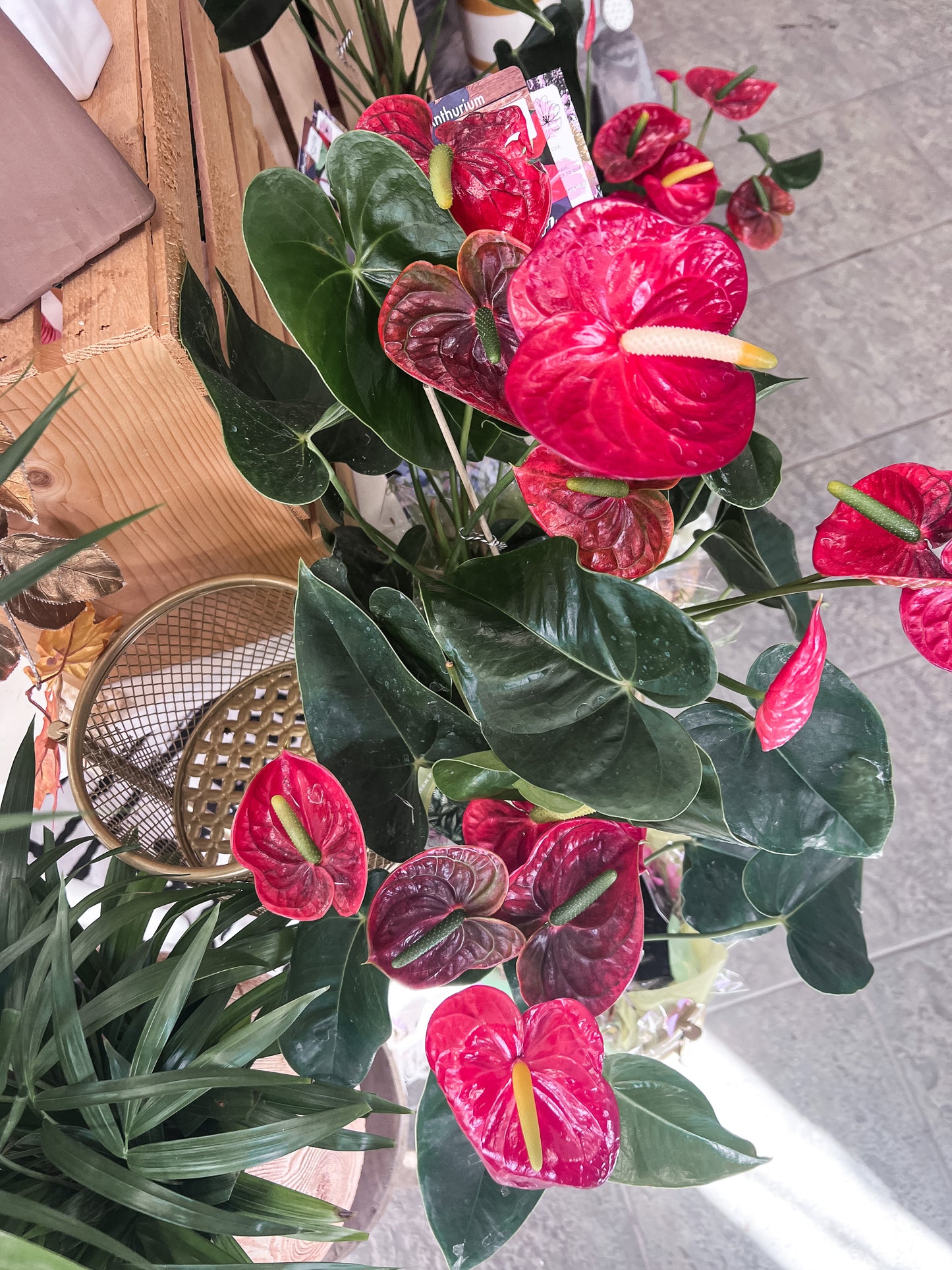 Anthurium Plant