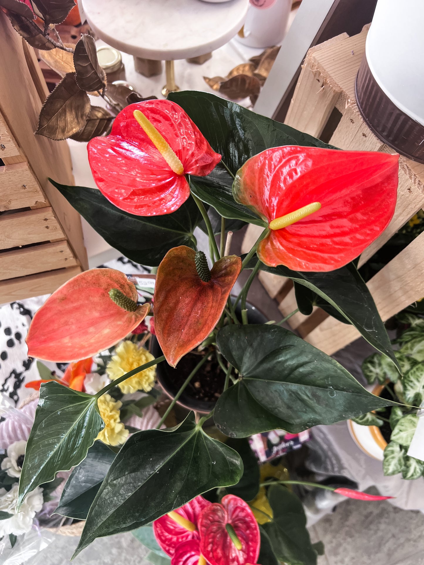 Anthurium Plant