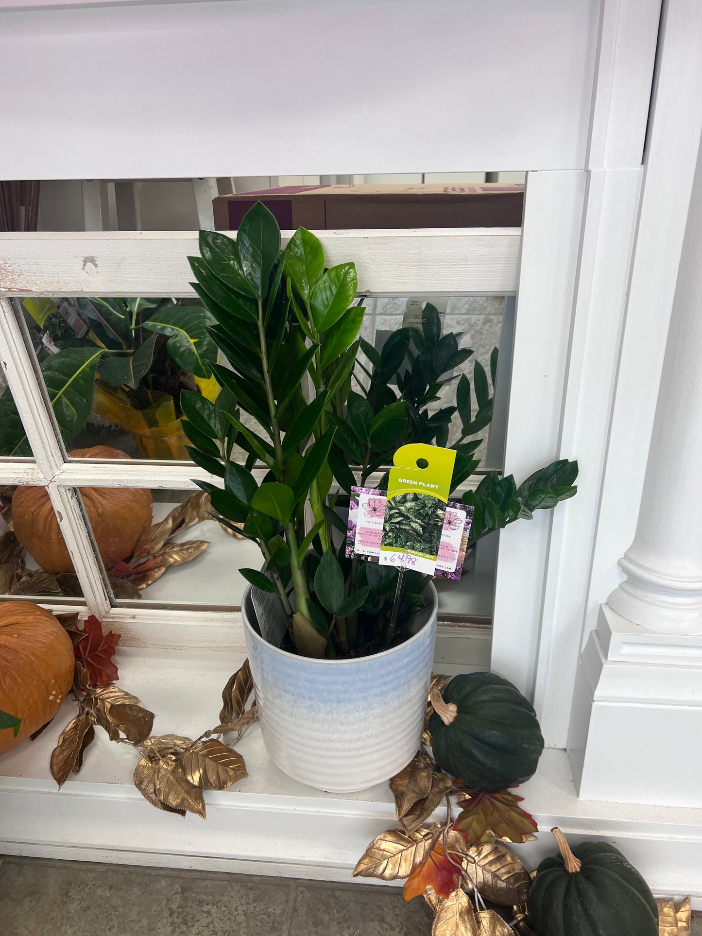 6" tropical foliage plant