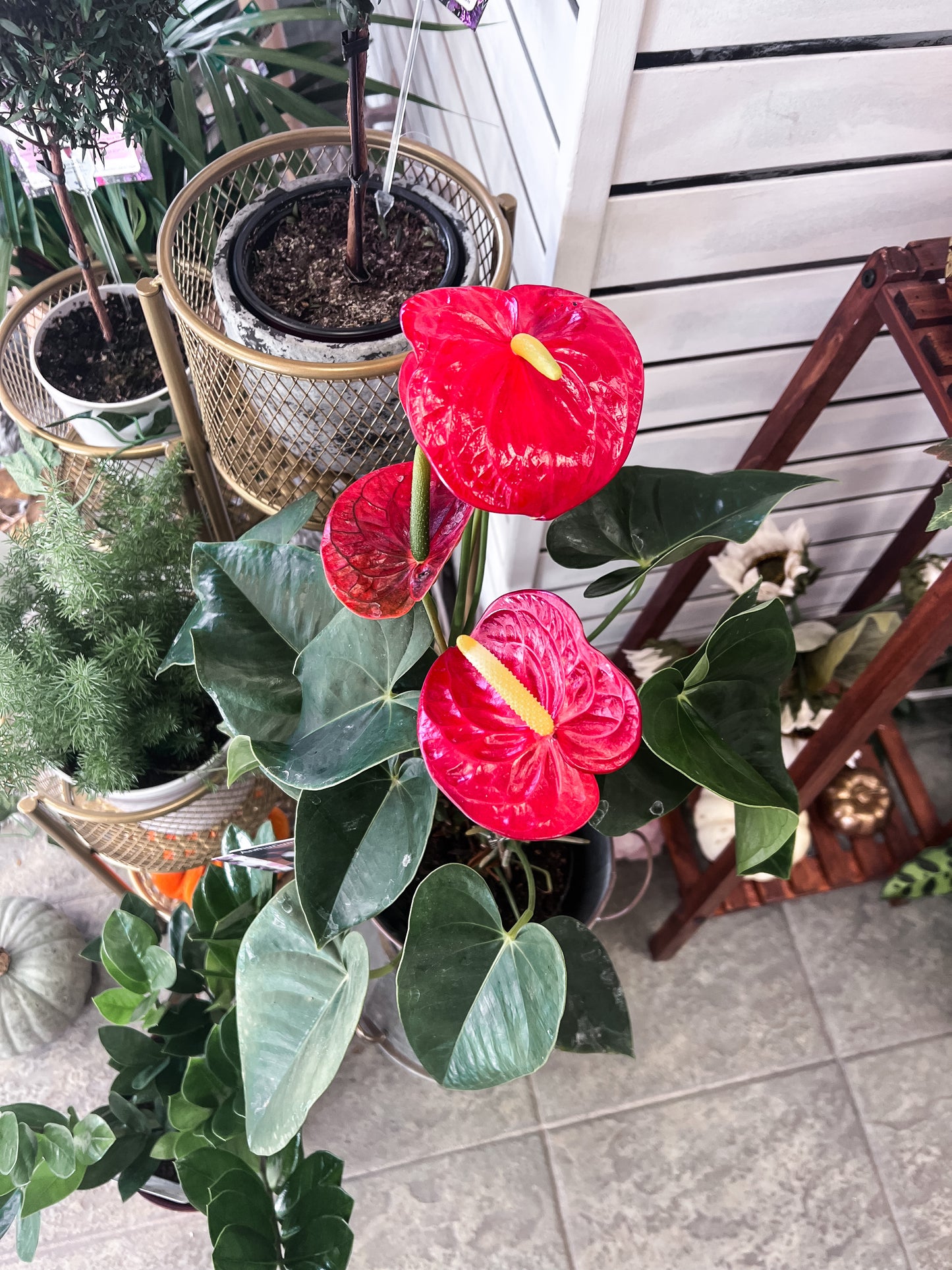 Anthurium Plant