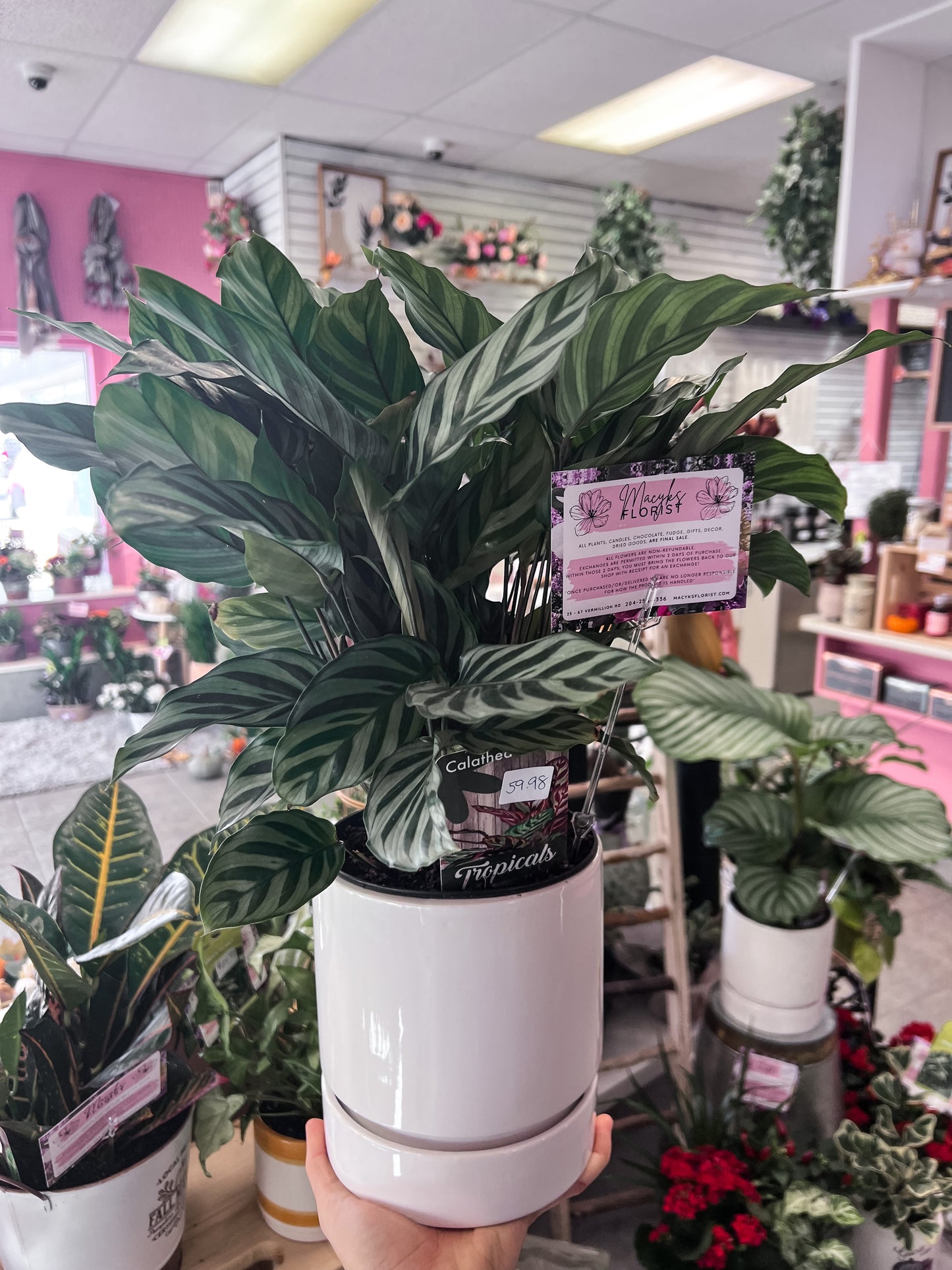 Calathea Plant in White Pot