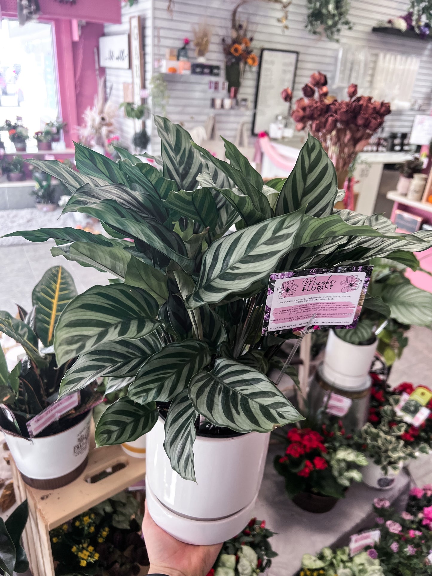 Calathea Plant in White Pot