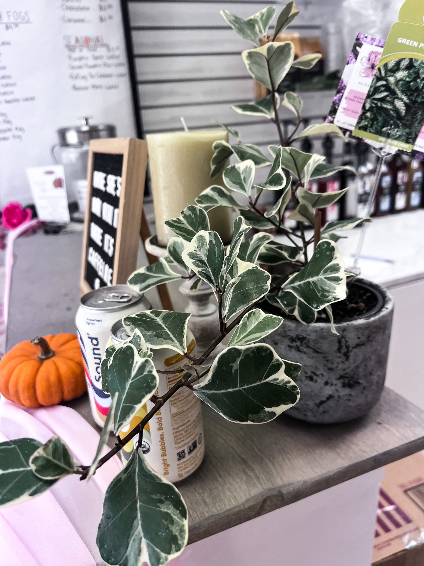 4" VariegatedPlant