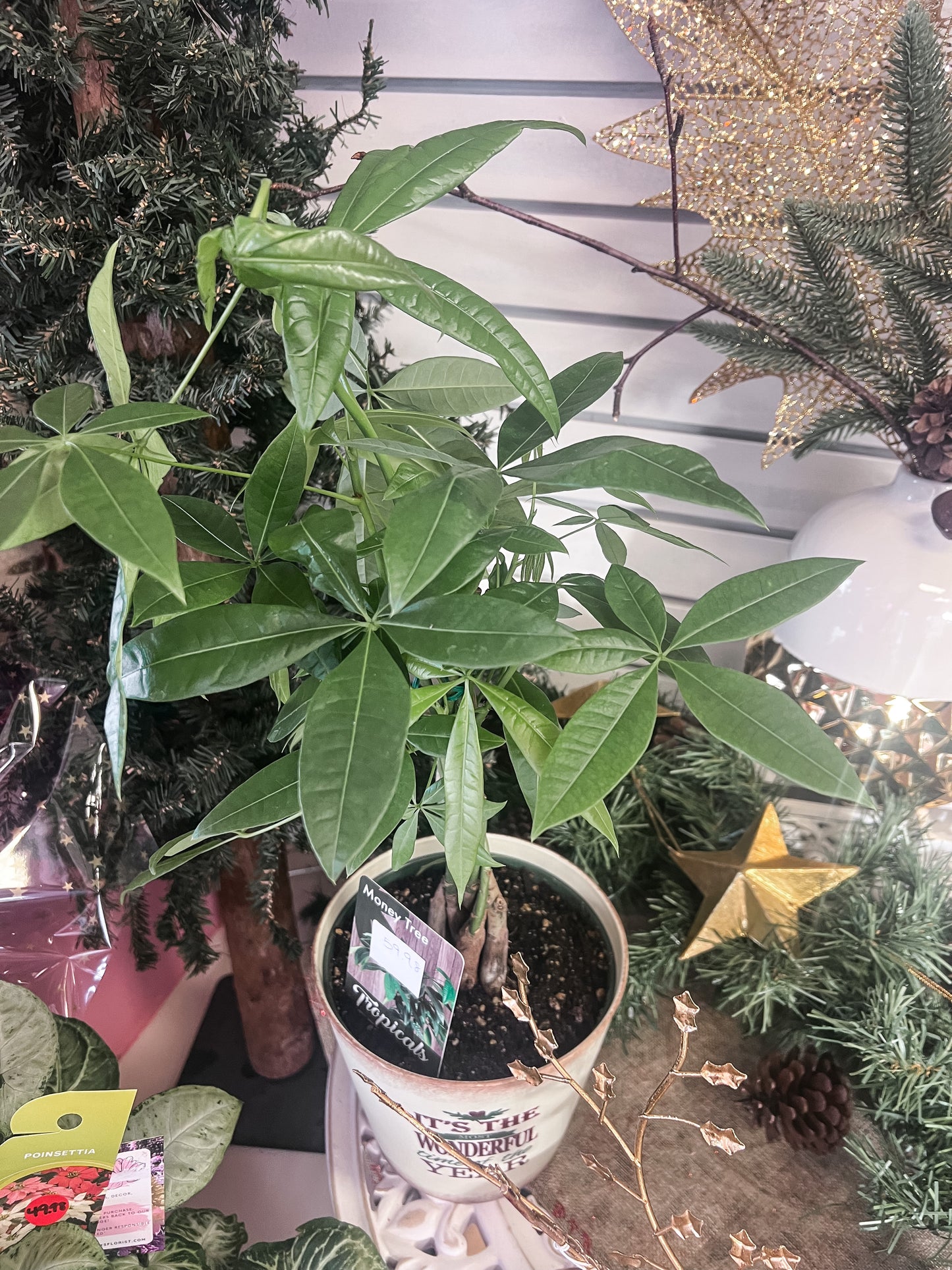 Money Tree Plant