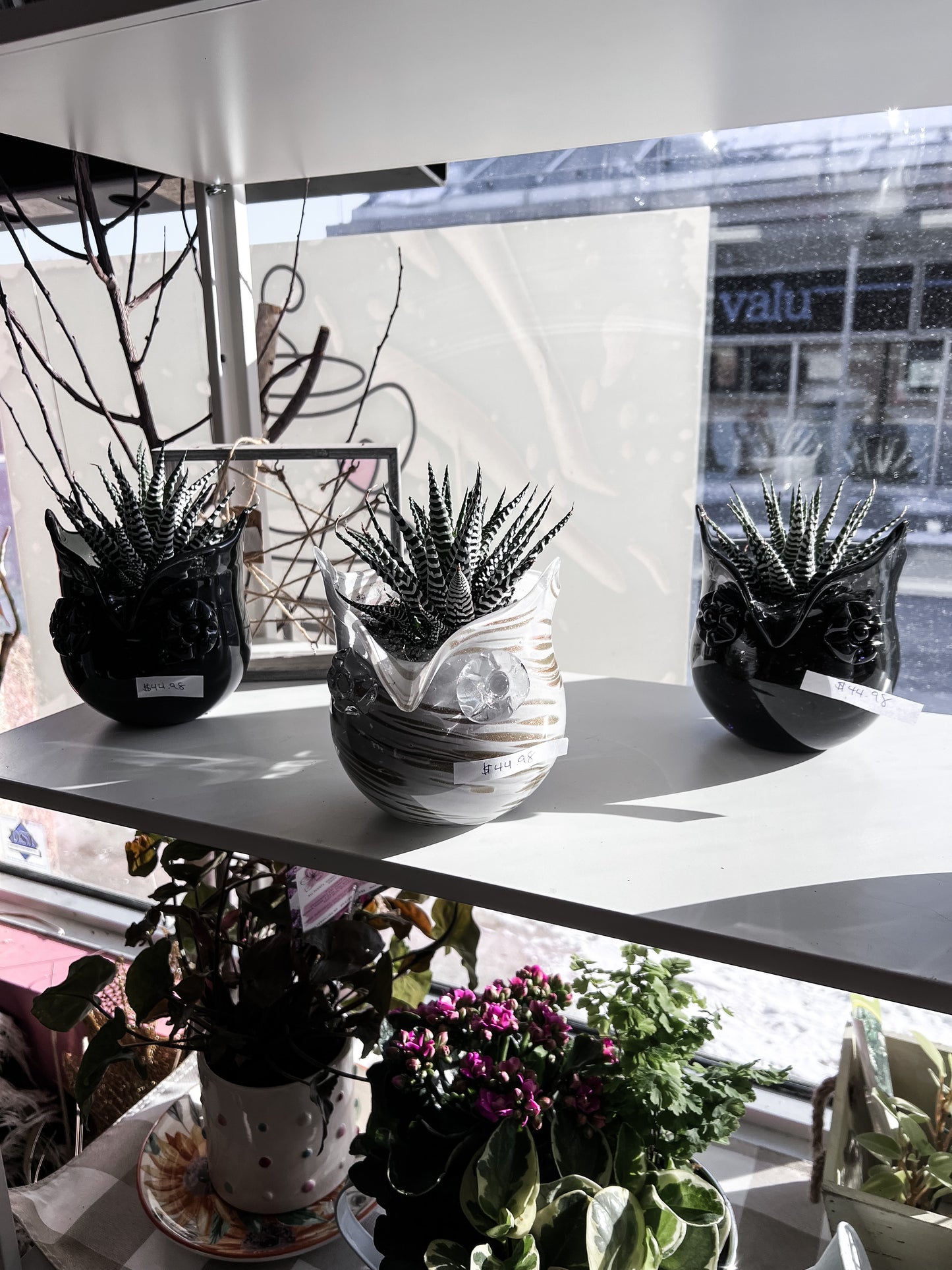 Glass Owl Haworthia