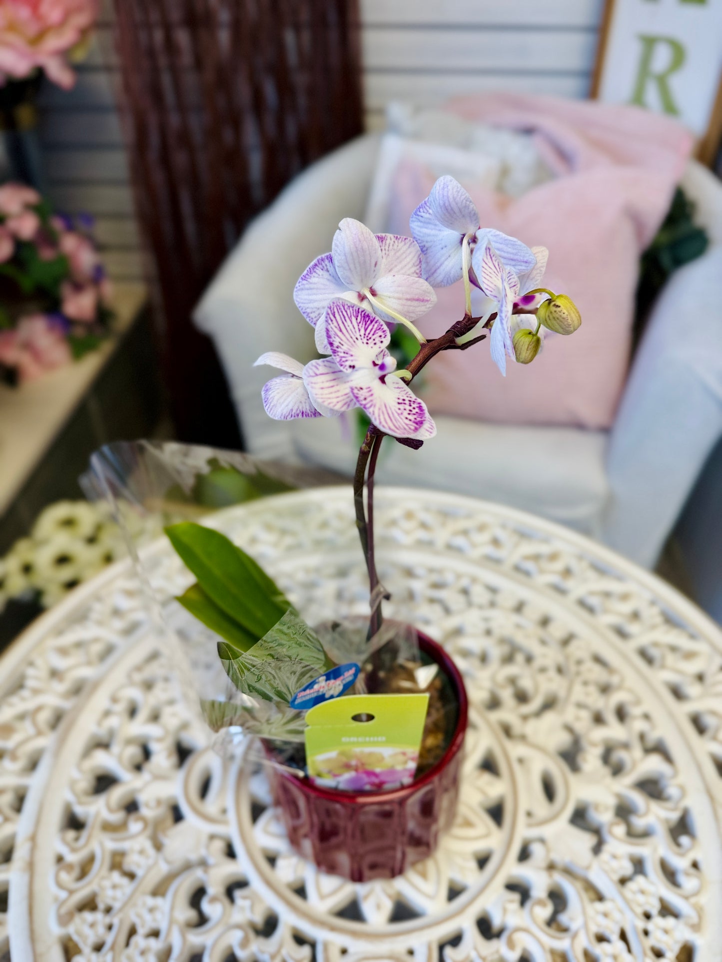 Orchid Plant