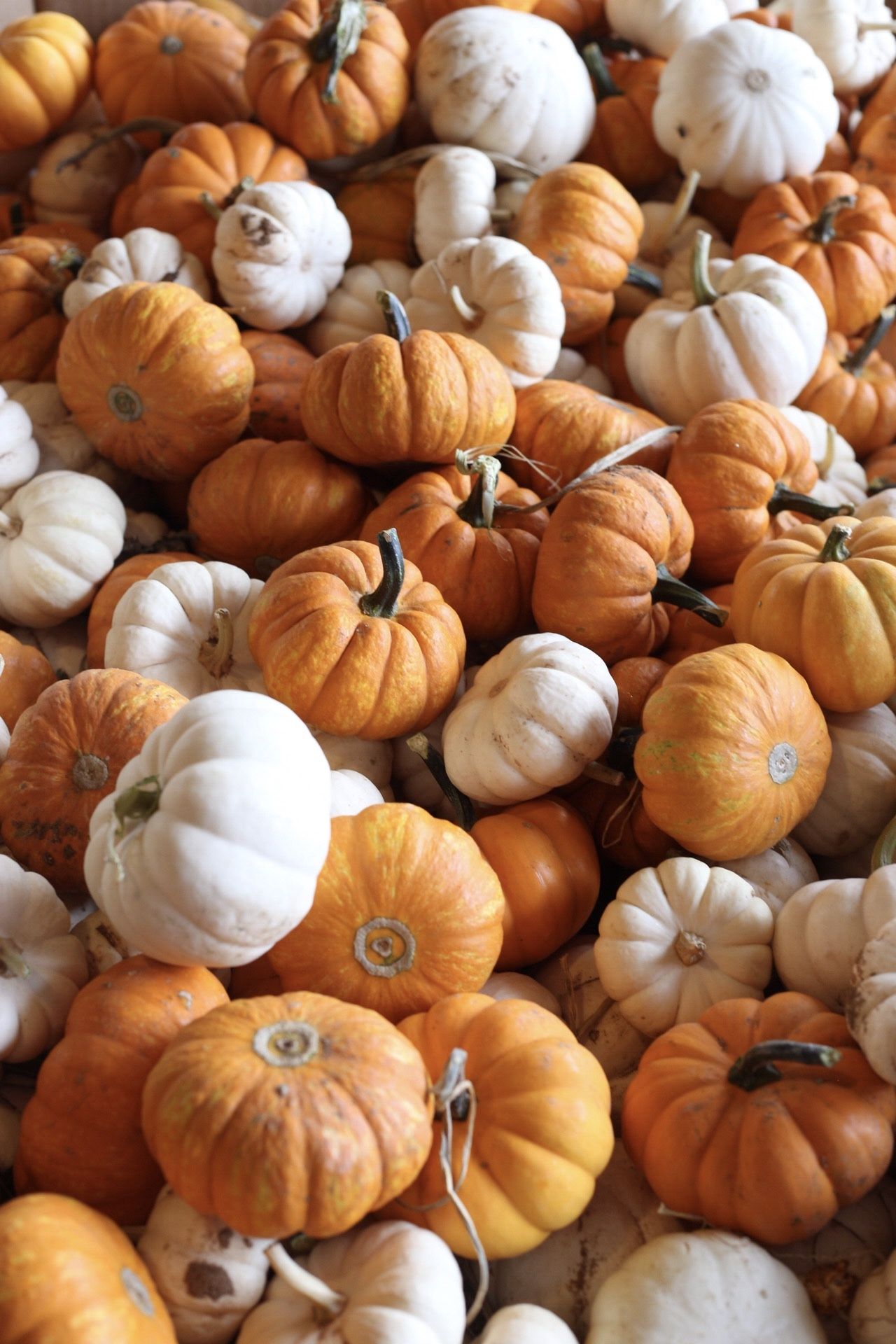 Macyks Pumpkin Arrangment