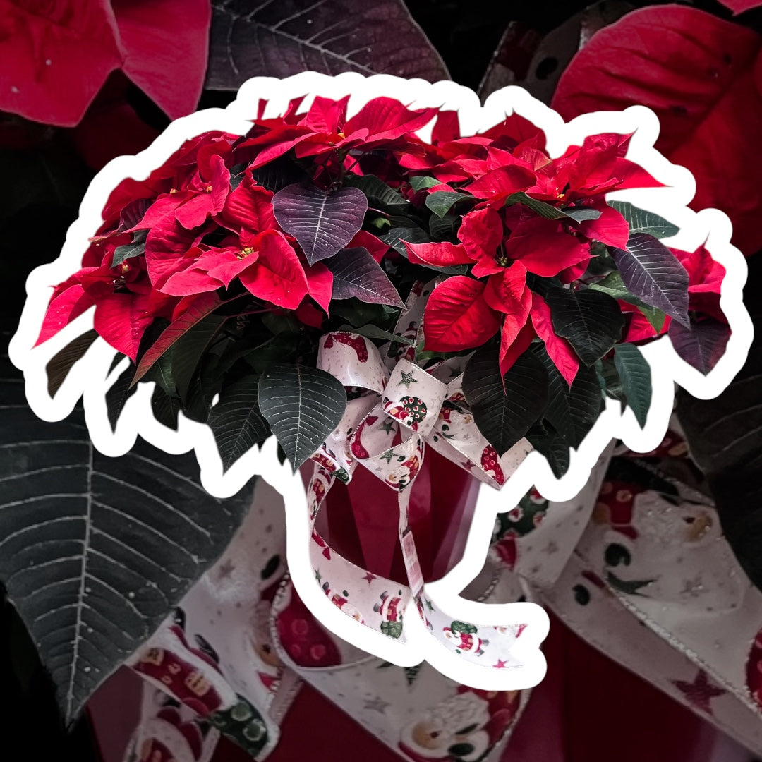 The Red Poinsettia Plant