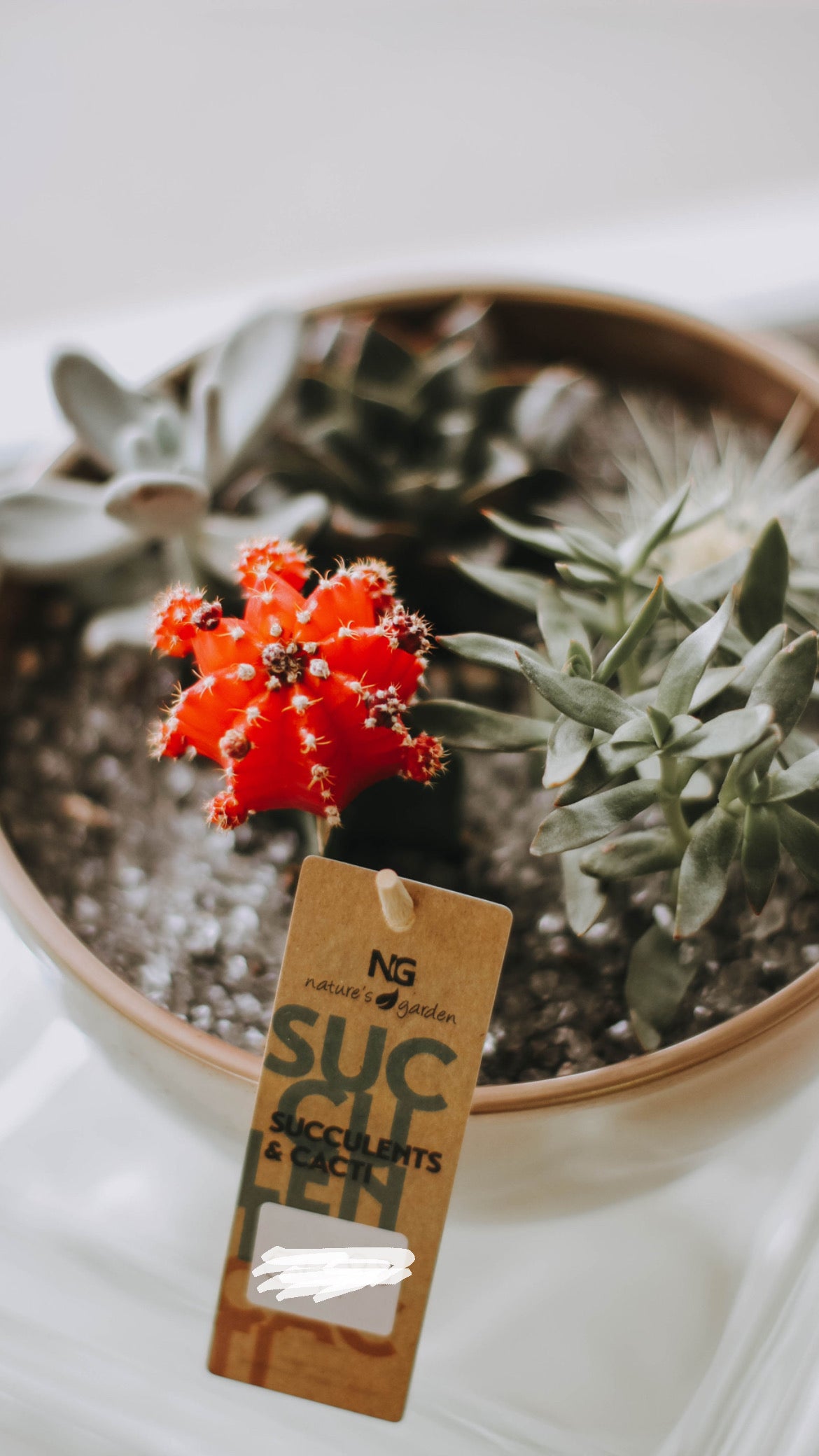 Cacti Succulent Garden