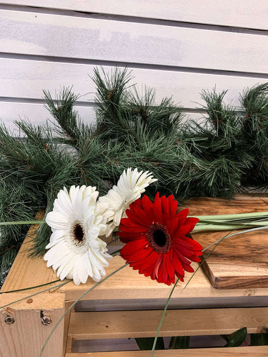 Christmas Gerberas