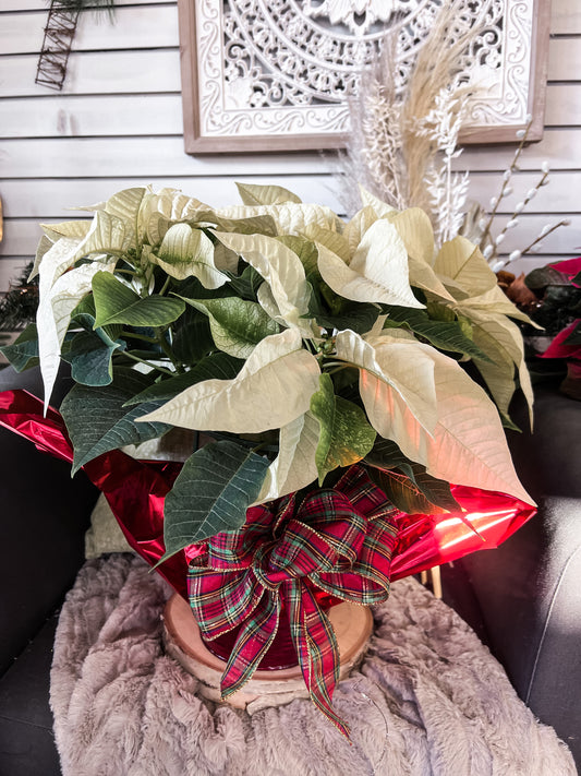 The Coloured Poinsettia Plant