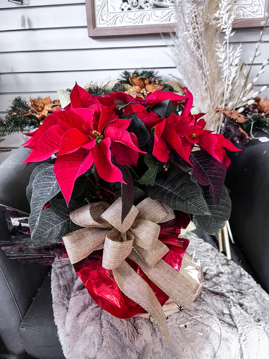 The Red Poinsettia Plant