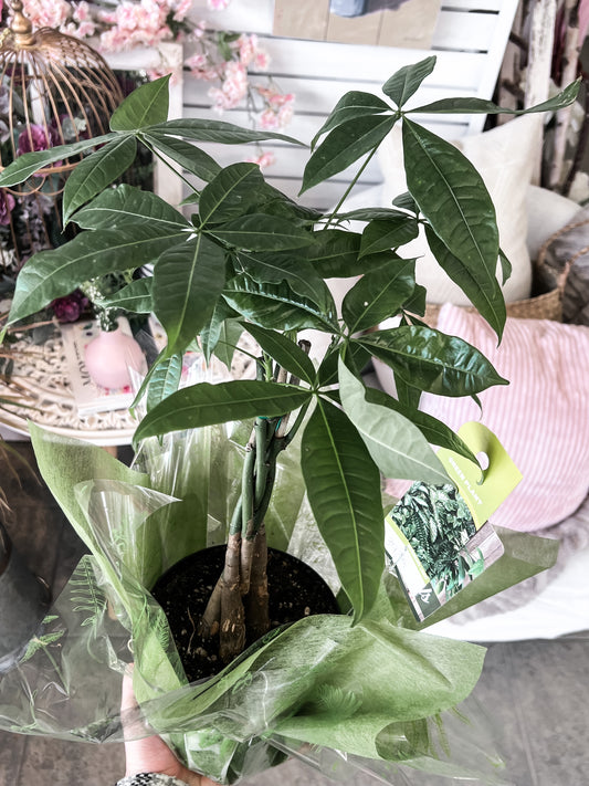 Money Tree Plant