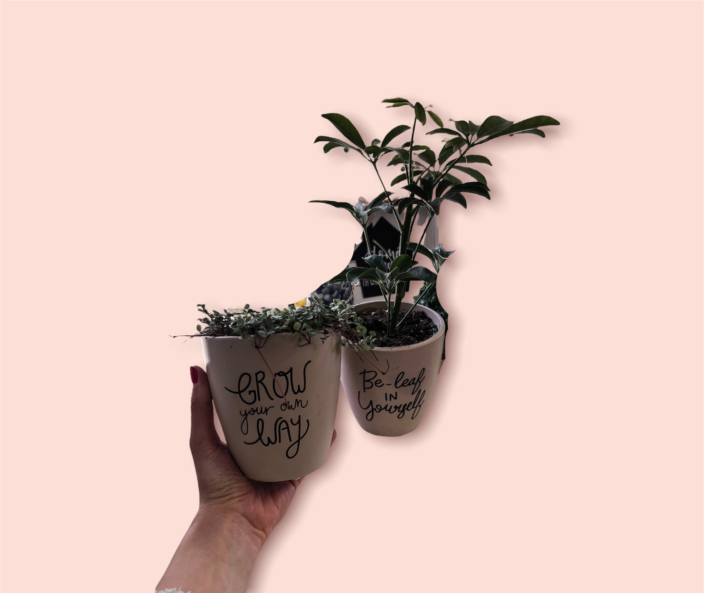 The Cute 4" Tropical