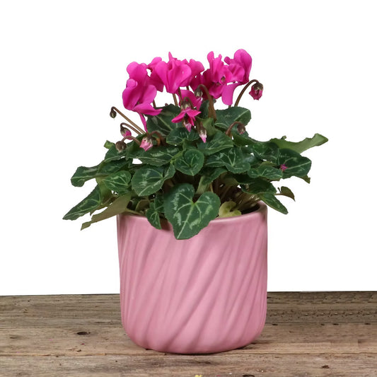 Cozy Blooms Ceramic Pot – Cyclamen