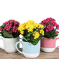 Bloom Mug – Kalanchoe