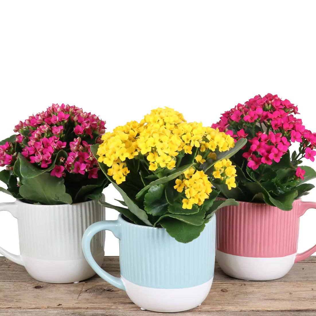 Bloom Mug – Kalanchoe