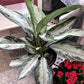 7" Chinese Evergreen